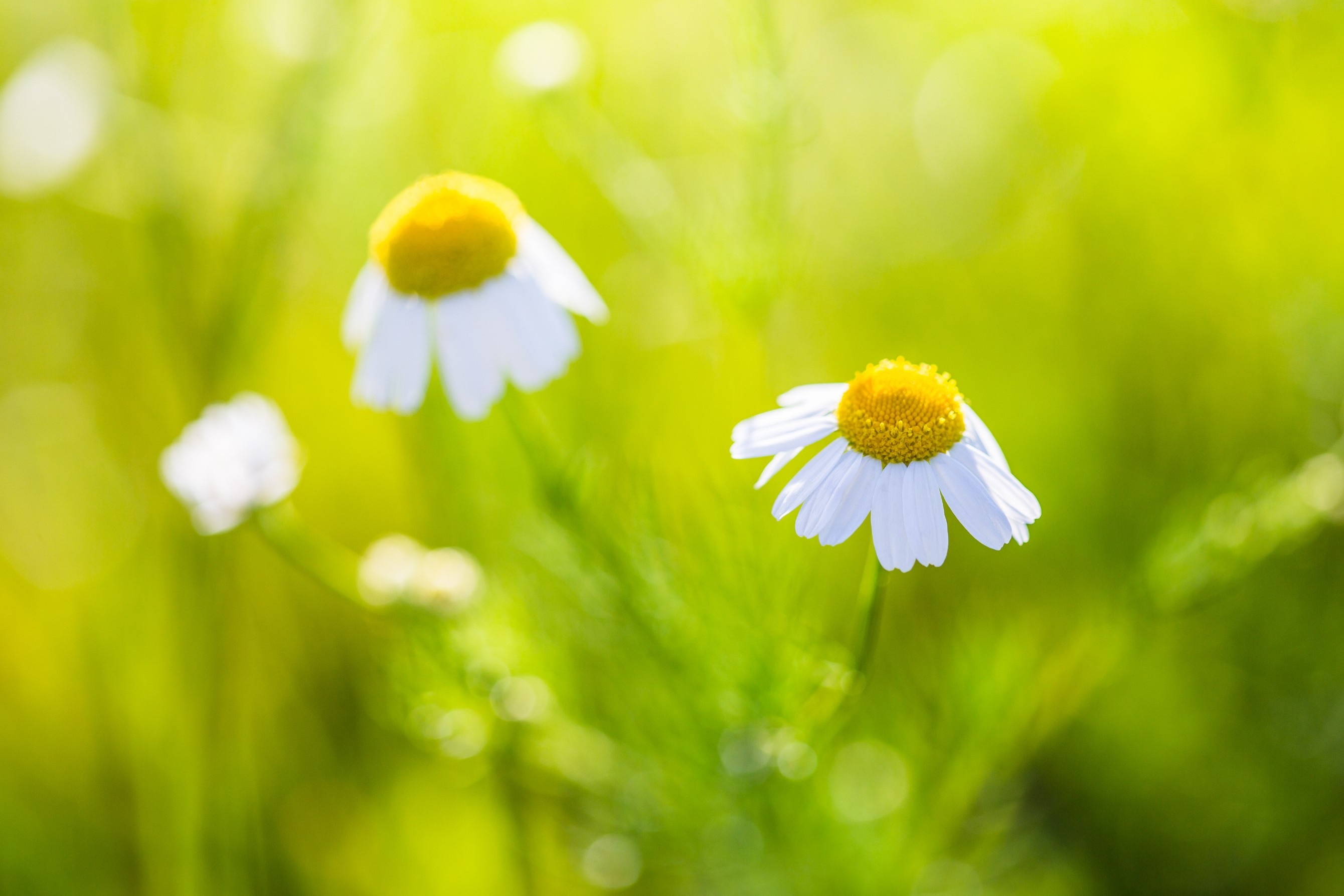 Chamomile flowers in sunlight HD Wallpaper
