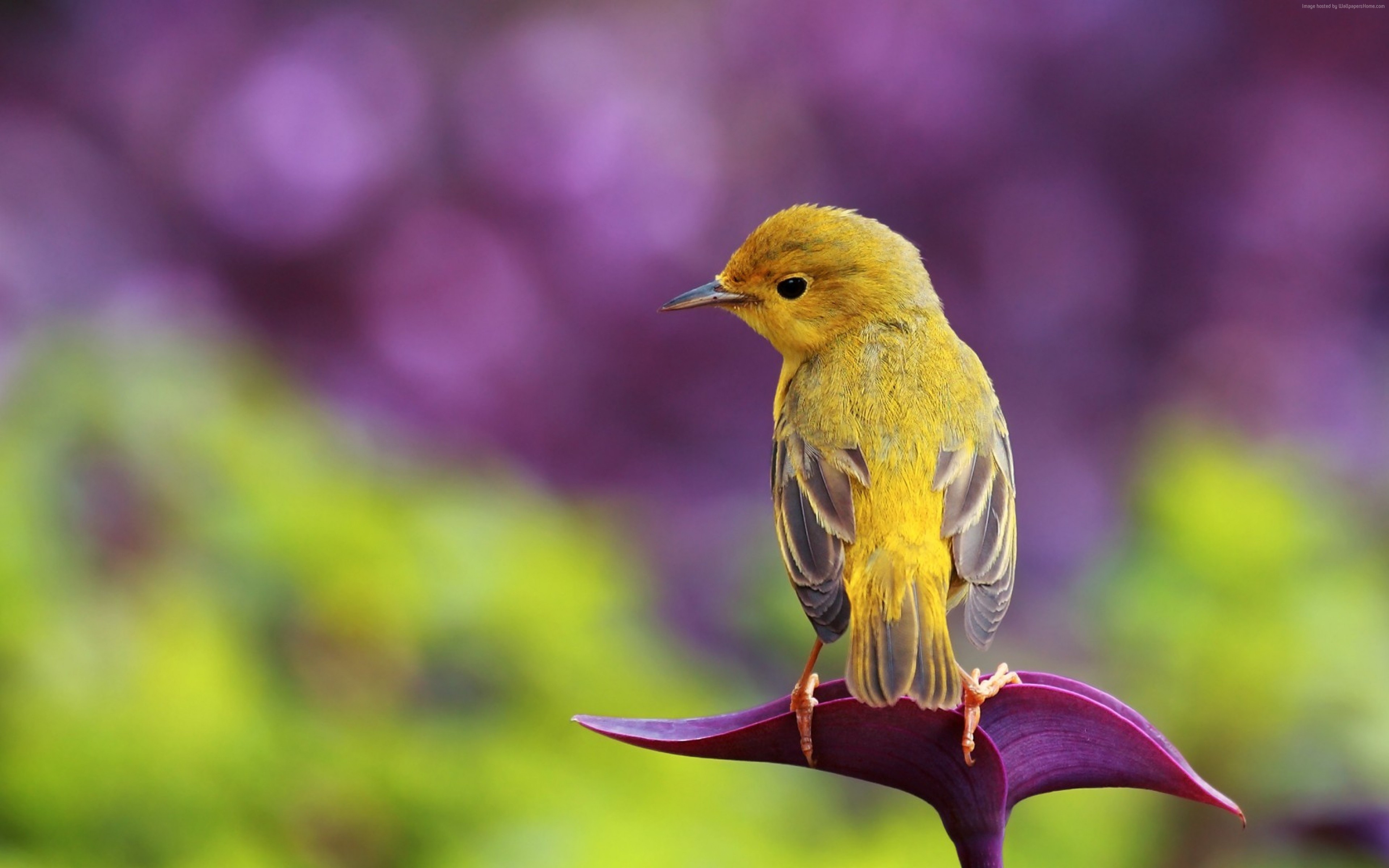 Yellow bird on a purple leaf HD Wallpaper