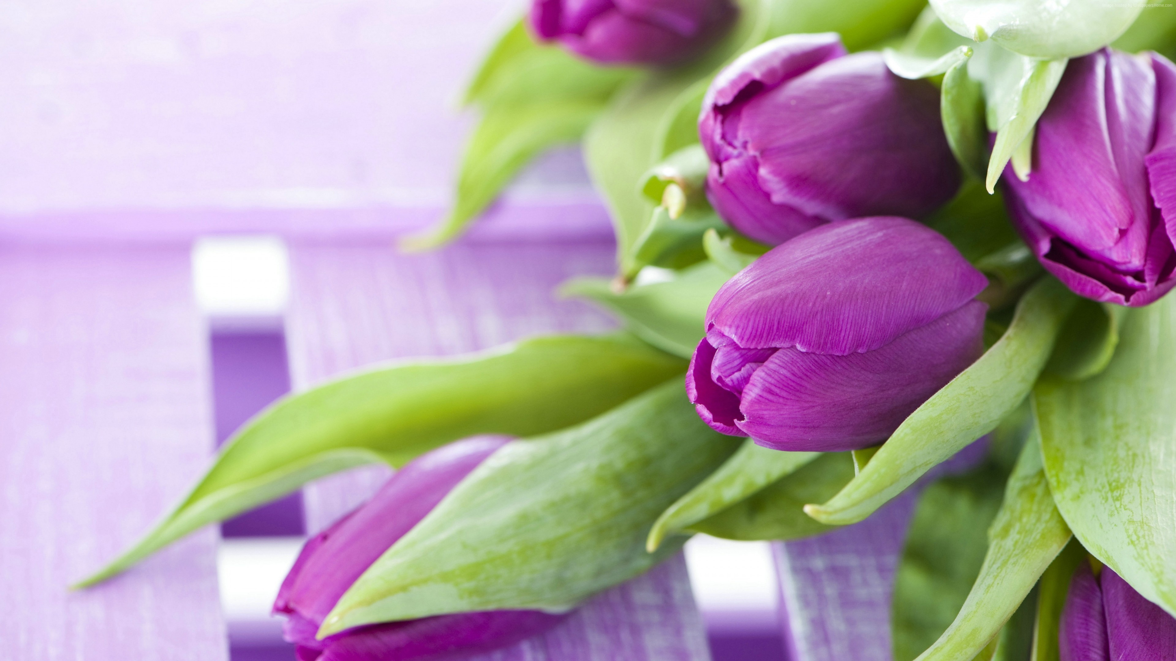 Purple Tulips on a Purple Wooden Surface 4K HD Wallpaper
