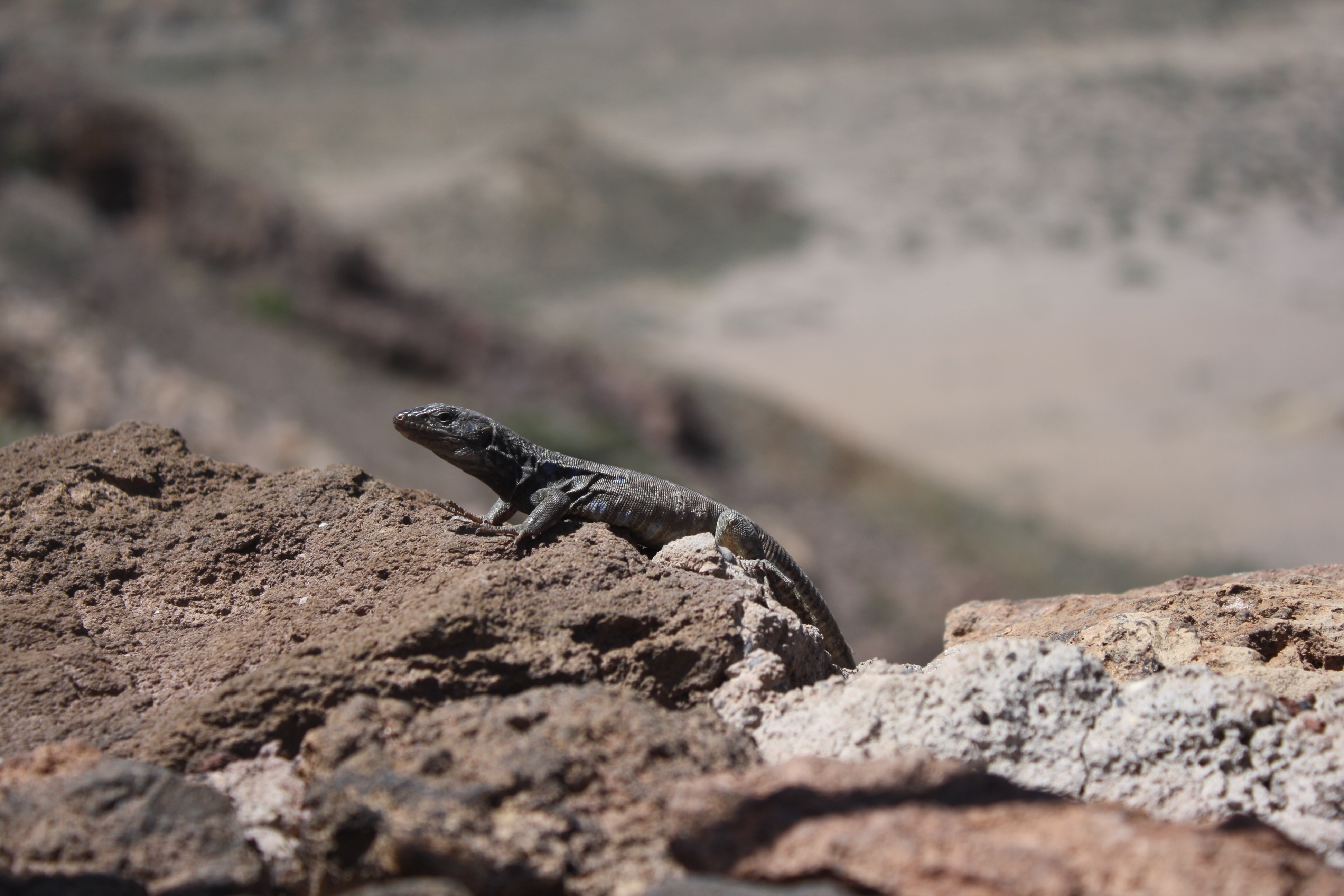 Lizard on a rock in a dry landscape HD Wallpaper
