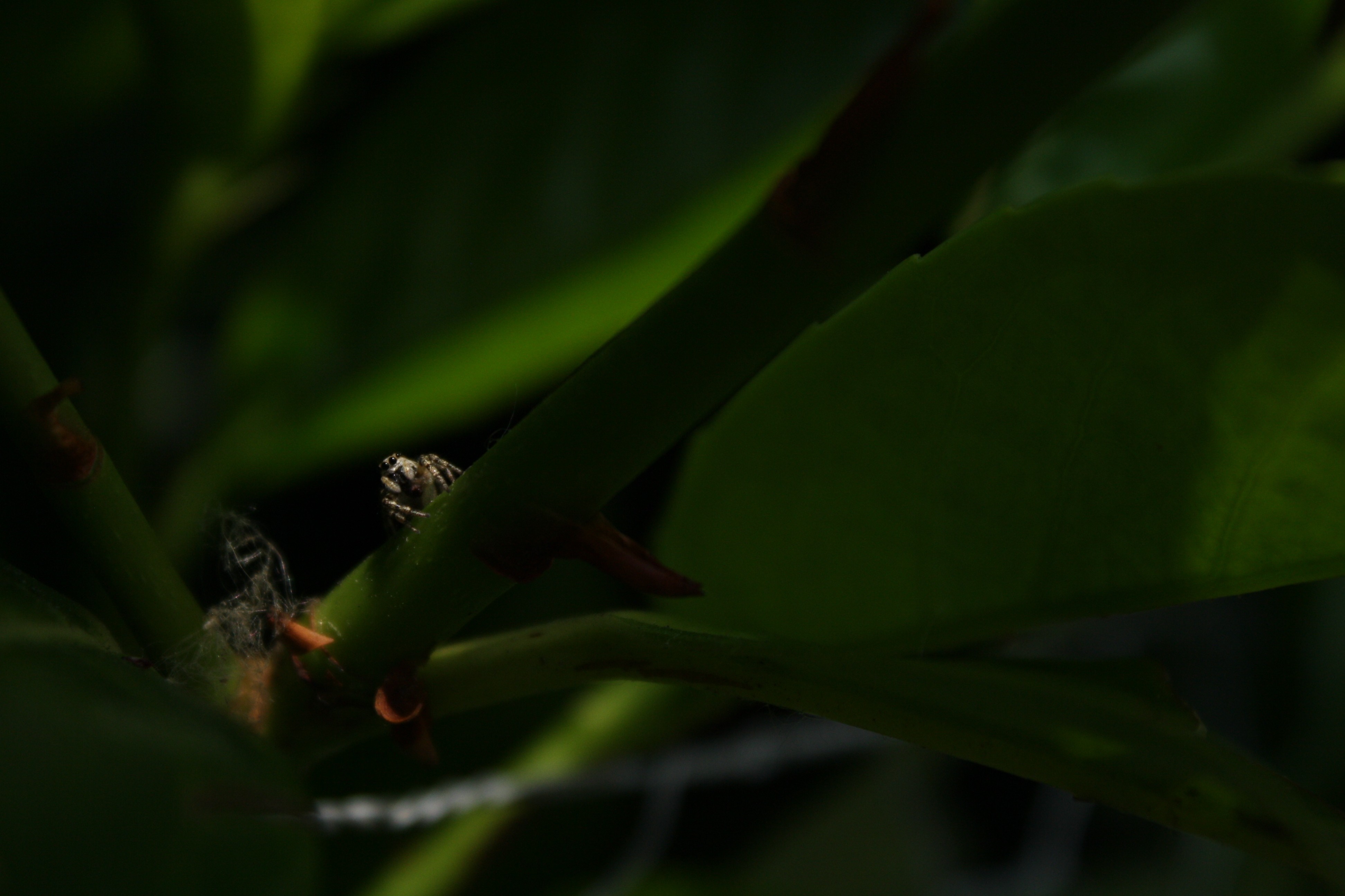 Spider on a green plant stem HD Wallpaper
