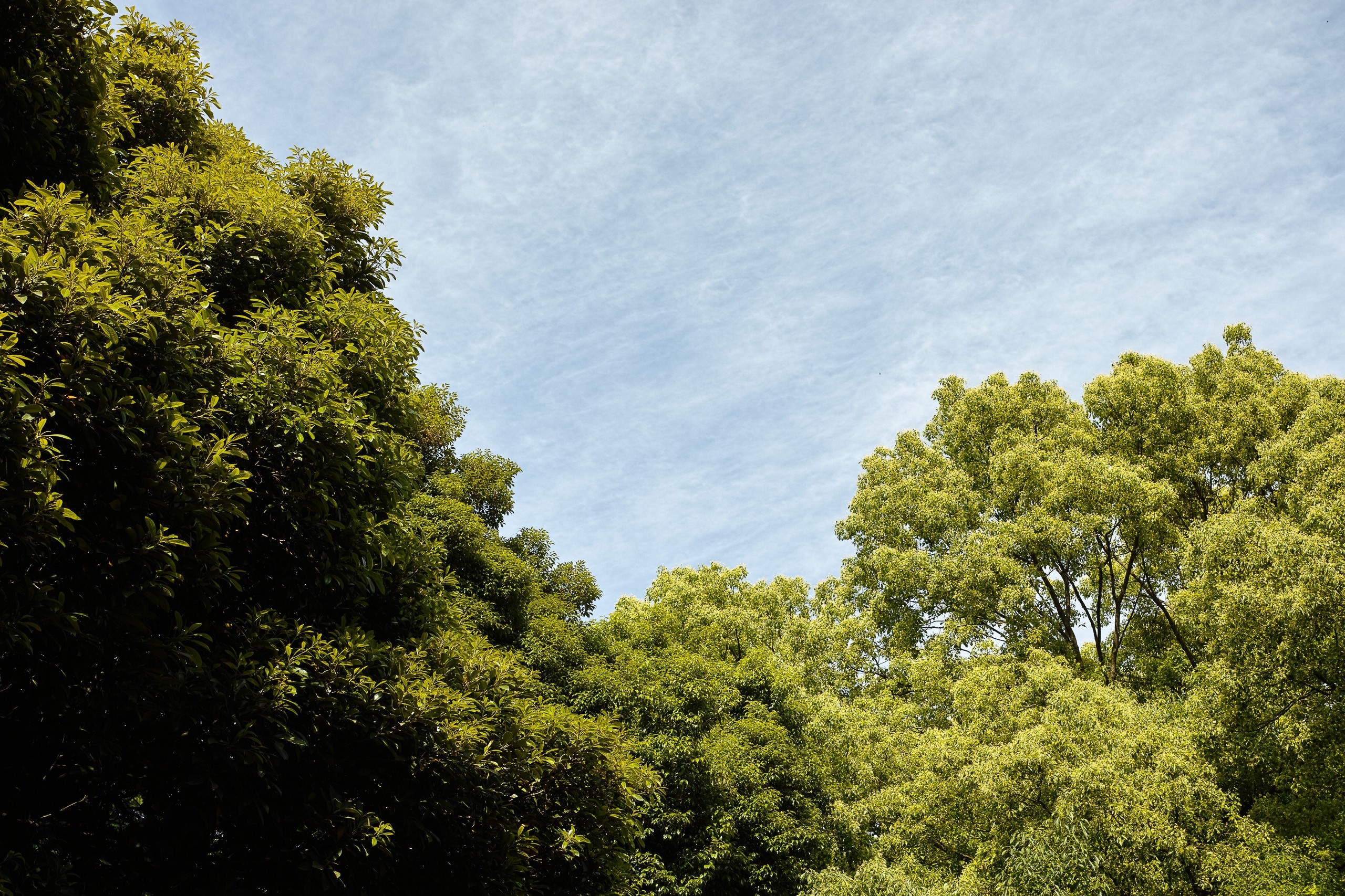 Green trees against a cloudy blue sky HD Wallpaper