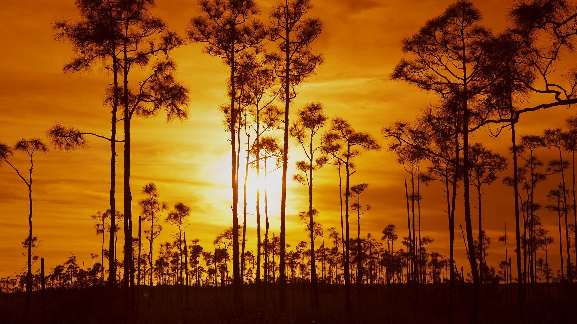Silhouette of pine trees against a vibrant sunset sky HD Wallpaper