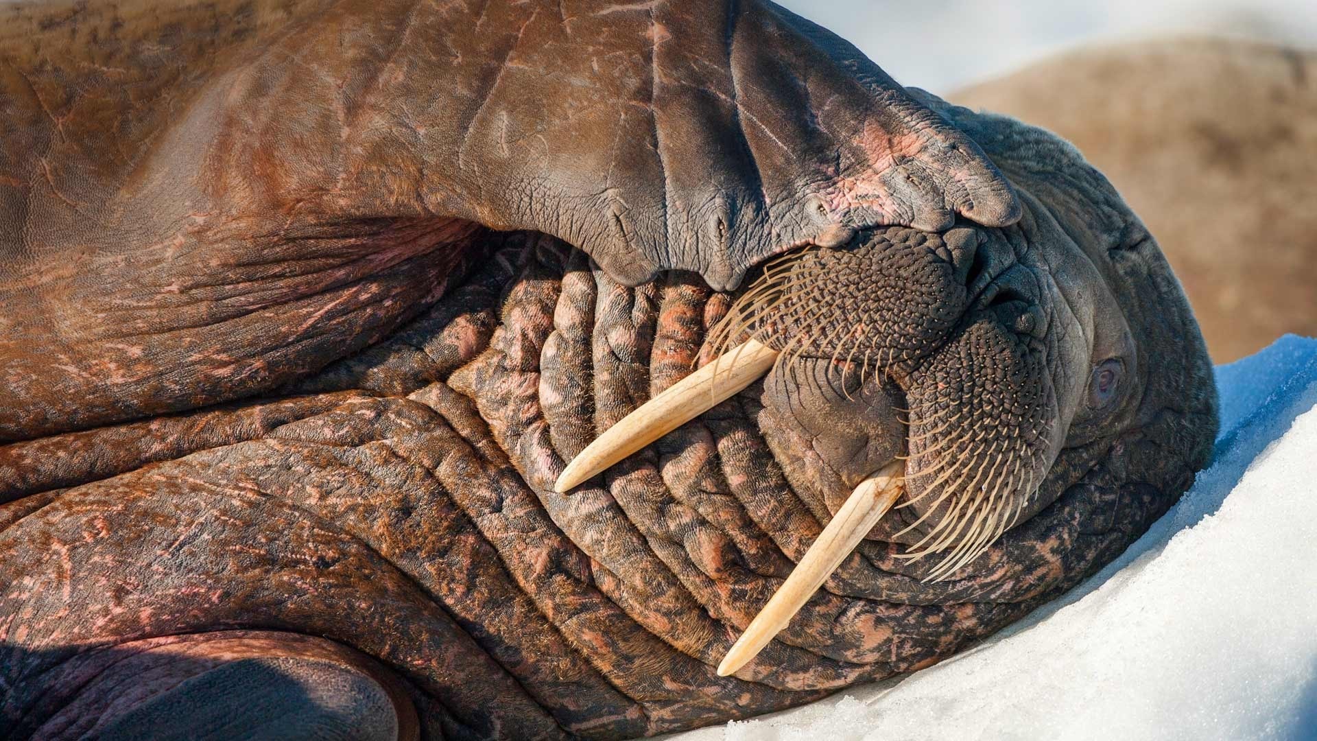 Close up of a walrus with tusks HD Wallpaper