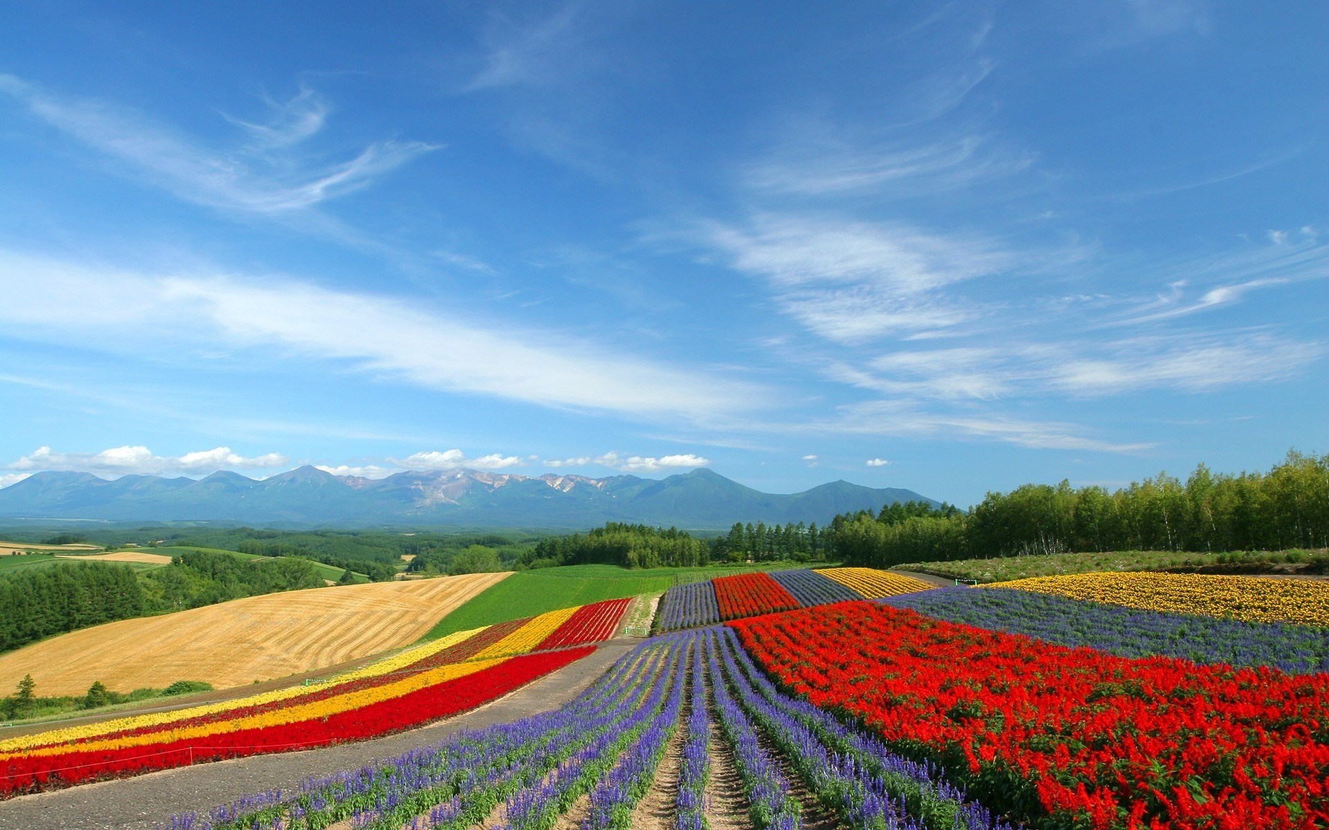 Flower fields with mountains and blue sky HD Wallpaper