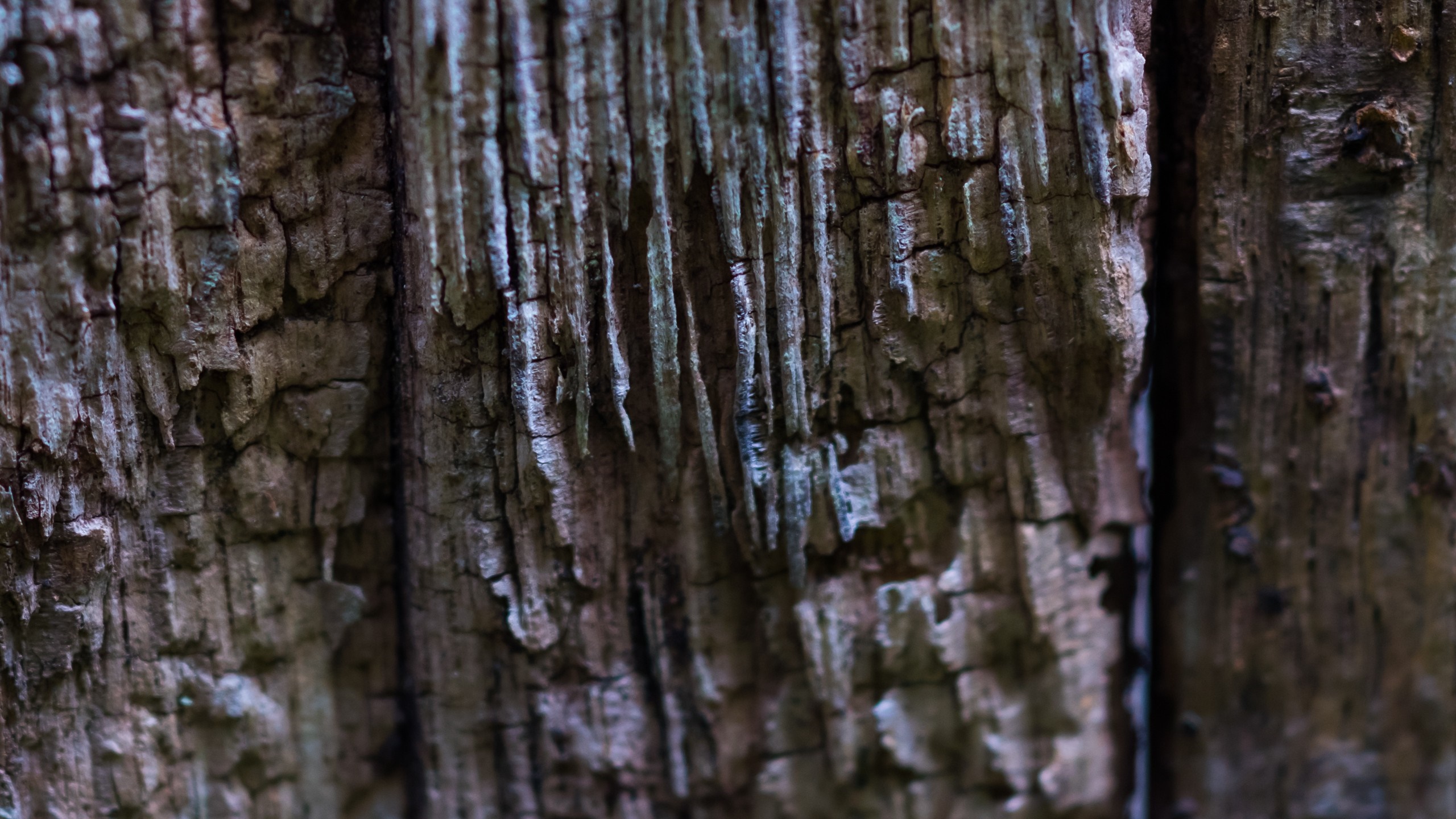 Close-up of weathered wood texture with vertical grain HD Wallpaper