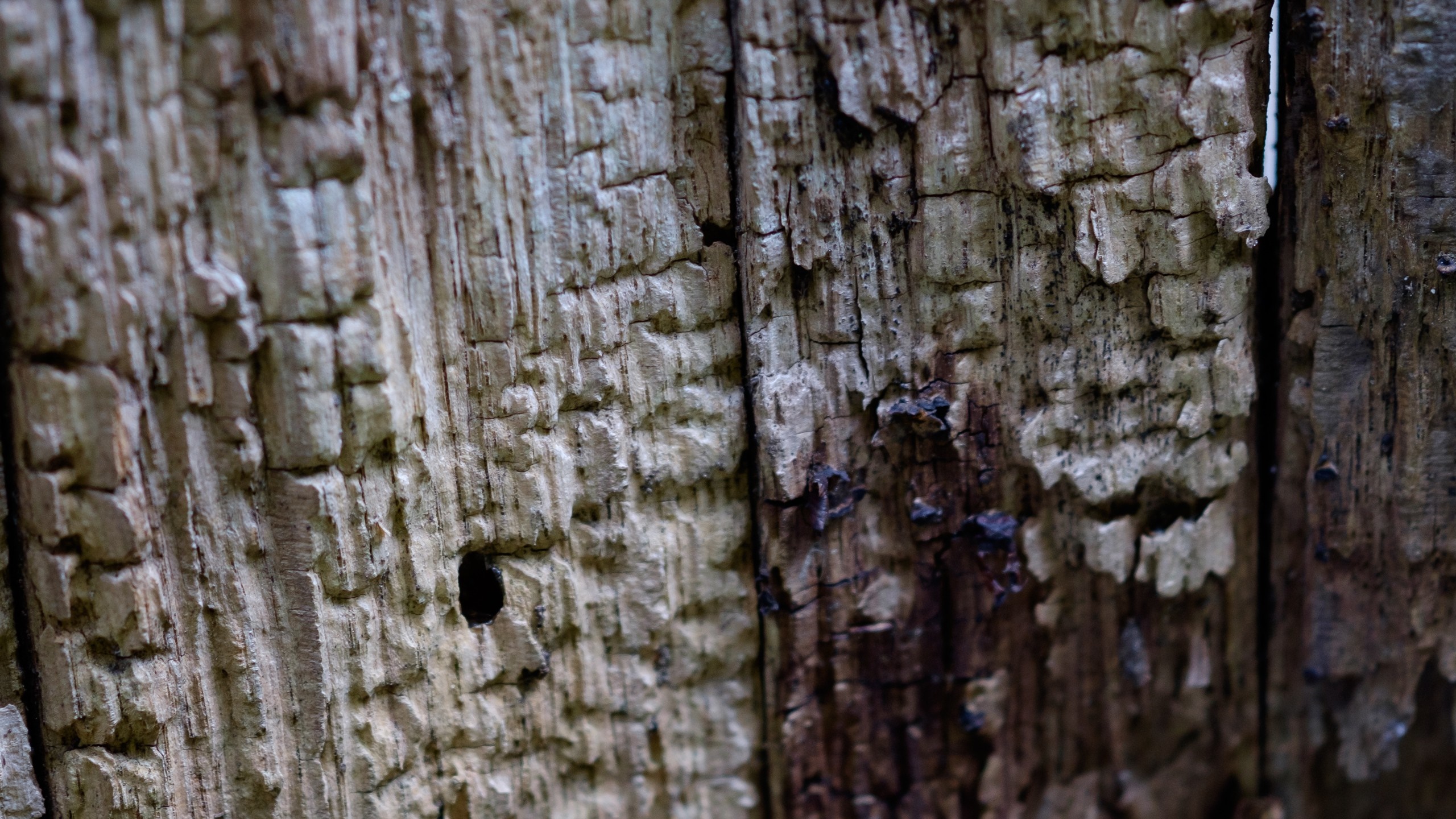 Close-up of weathered and cracked wood texture HD Wallpaper