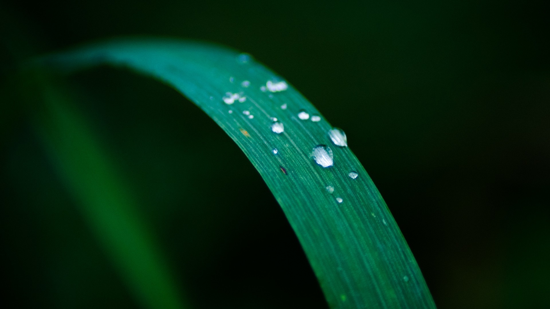 Close-up of water drops on a green leaf HD Wallpaper