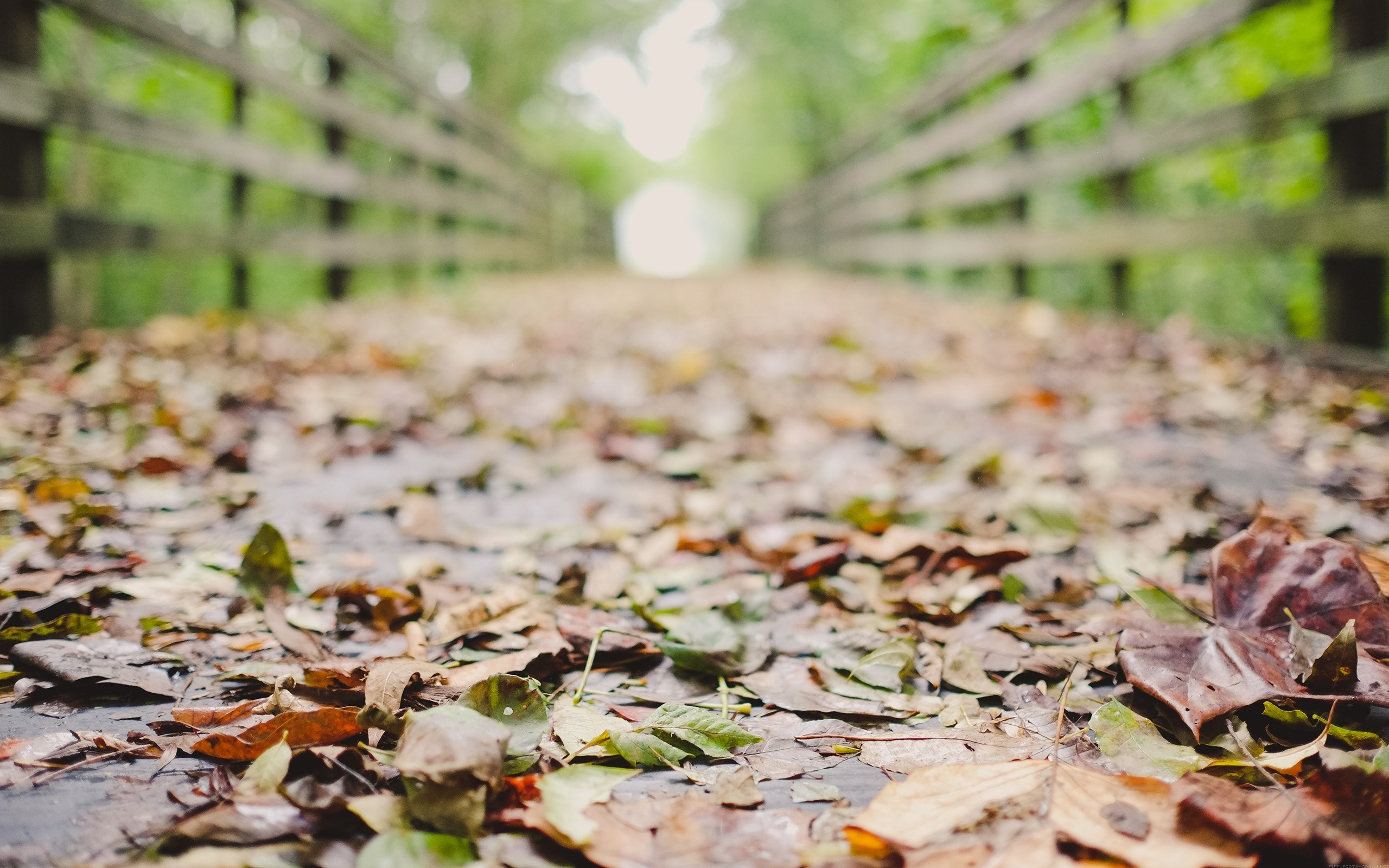 Autumn leaves on a wooden bridge in a forest HD Wallpaper