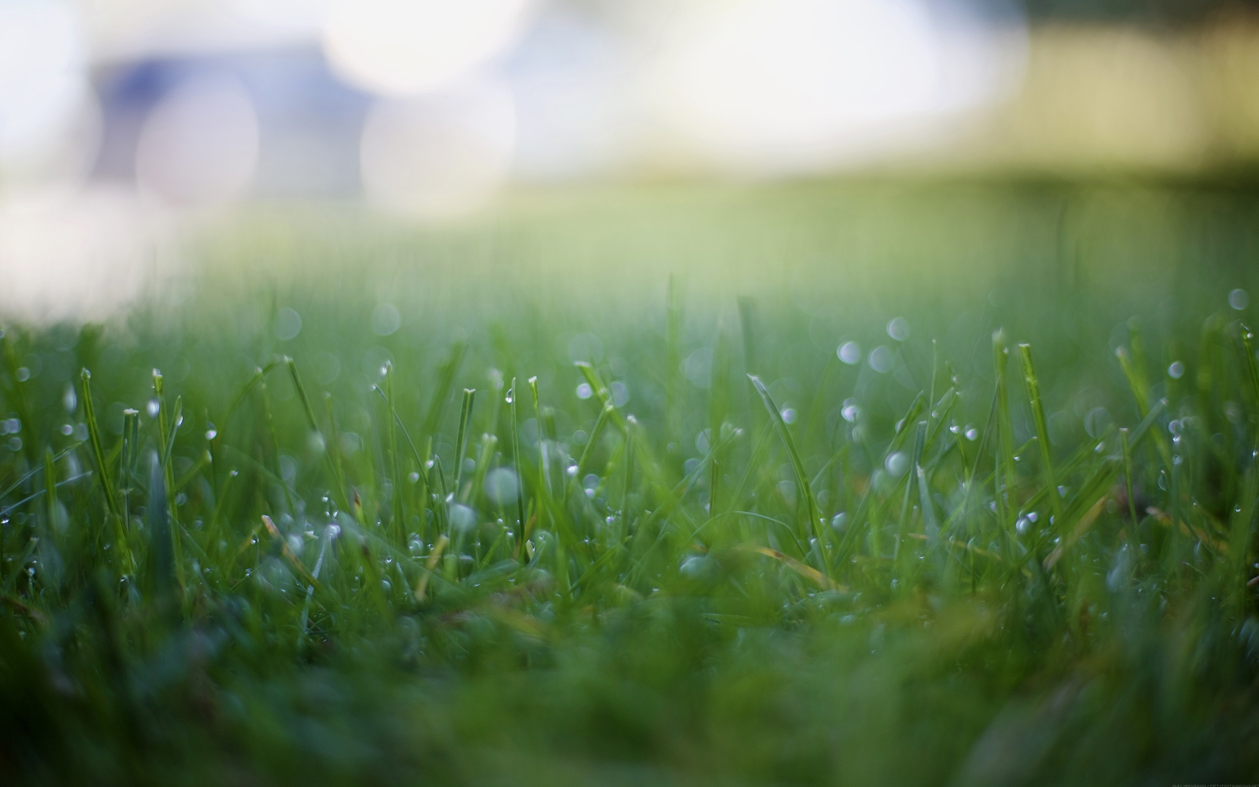 Close-up of grass with dew drops and bokeh HD Wallpaper
