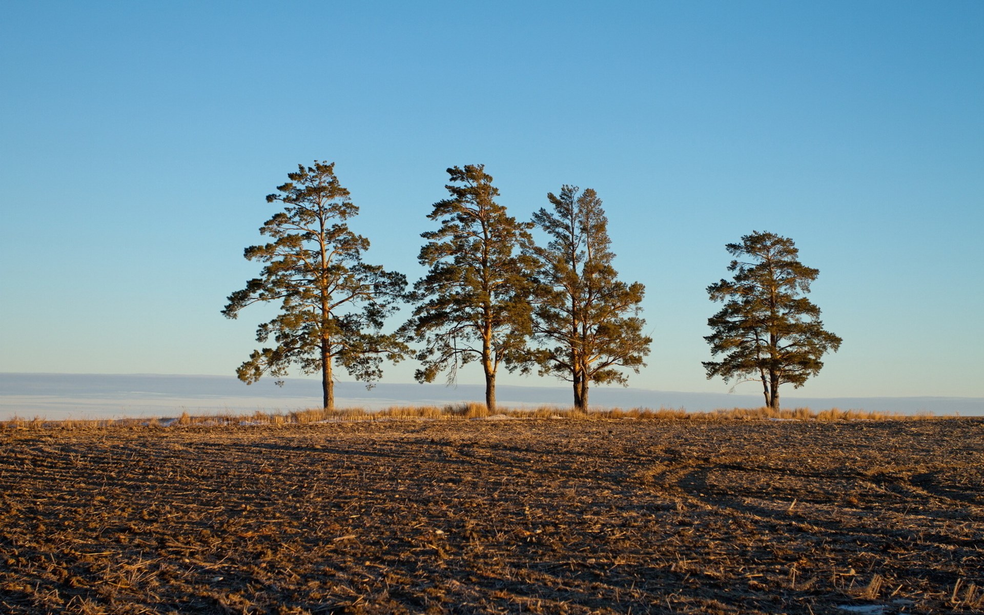 Four pine trees on a harvested field under a clear sky HD Wallpaper