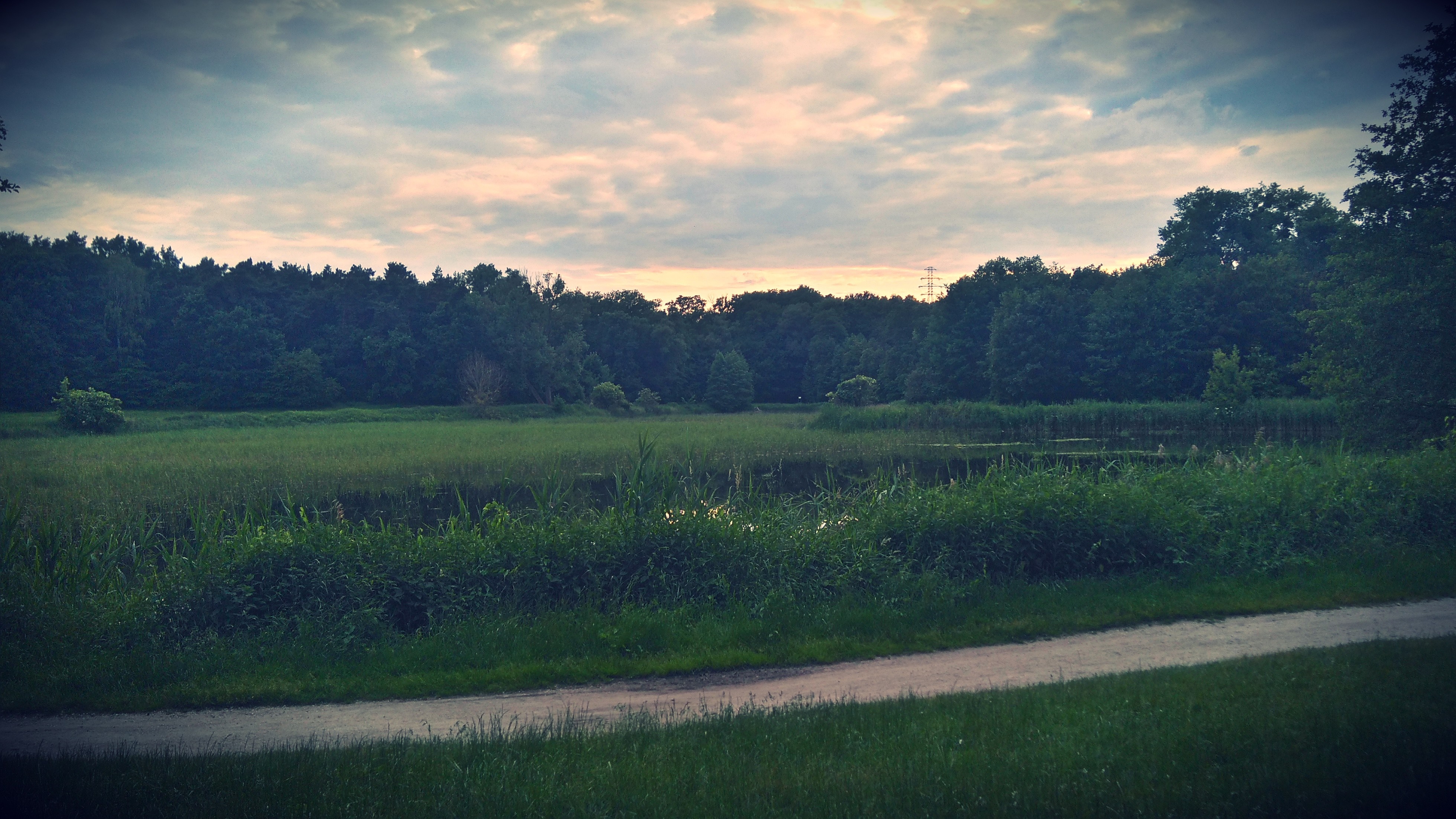 Grassy field with trees and a cloudy sky HD Wallpaper