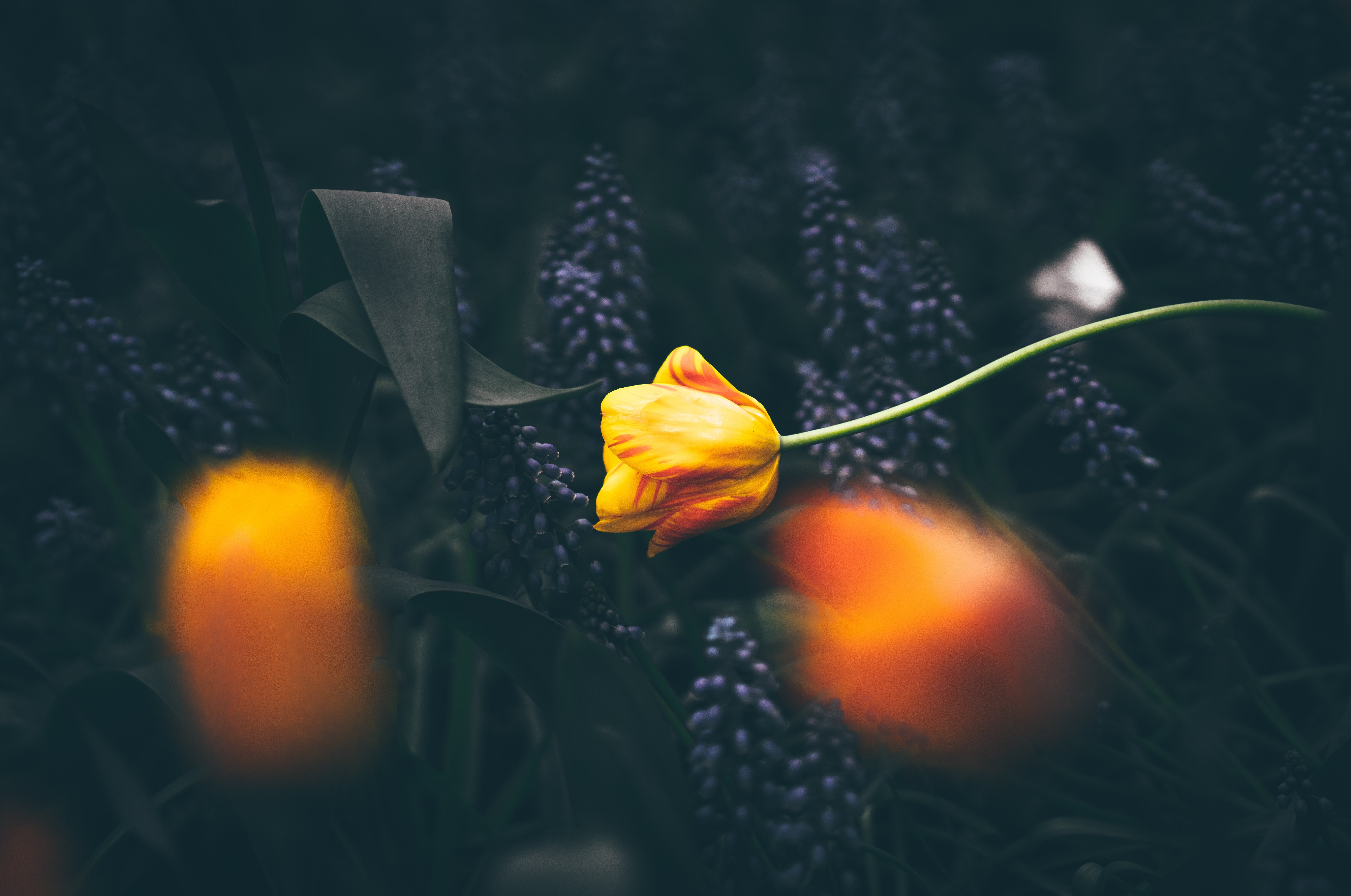 Yellow and red tulip with purple flowers HD Wallpaper