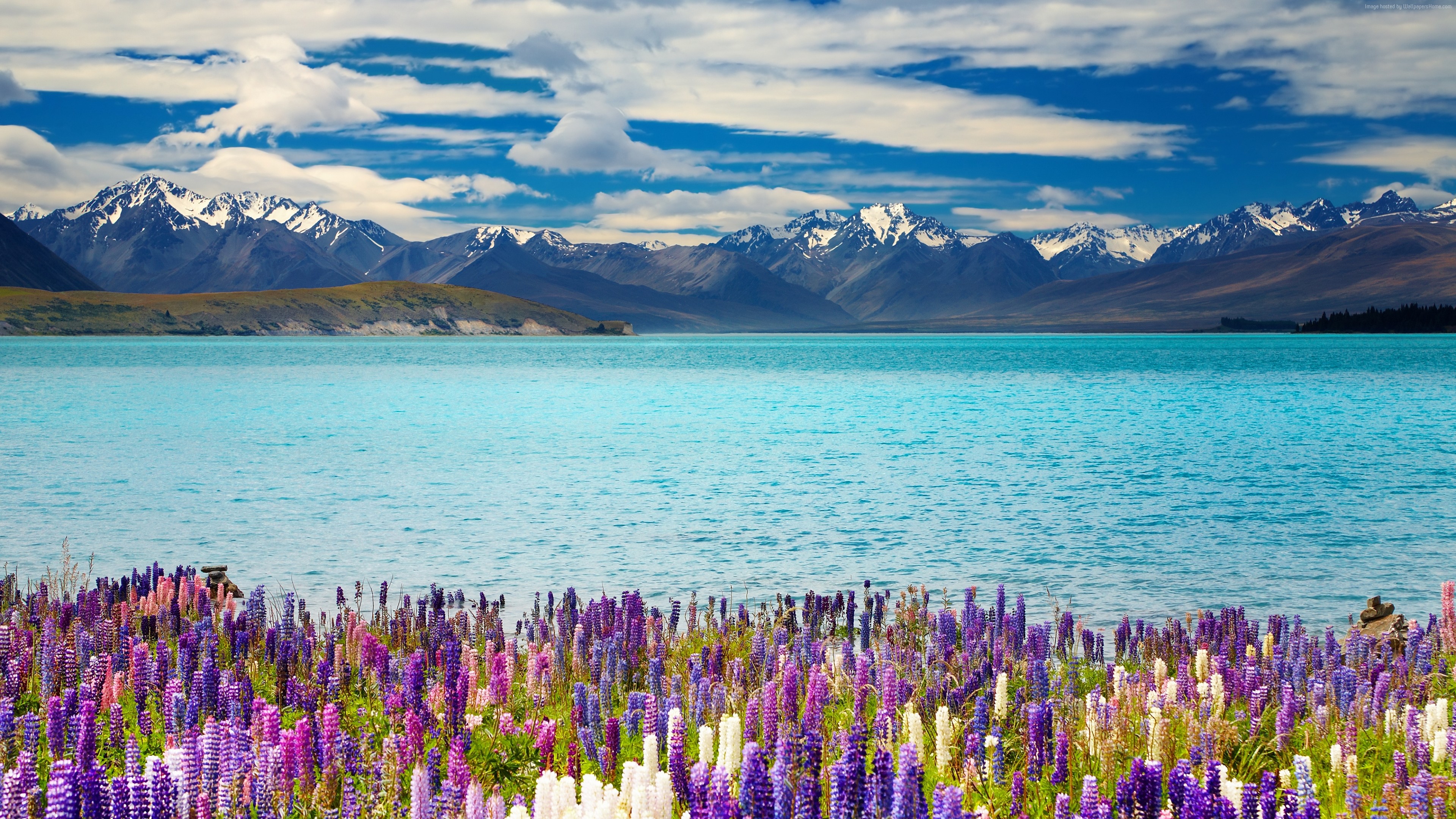 4K Lake Tekapo New Zealand Mountains and Lupins HD Wallpaper