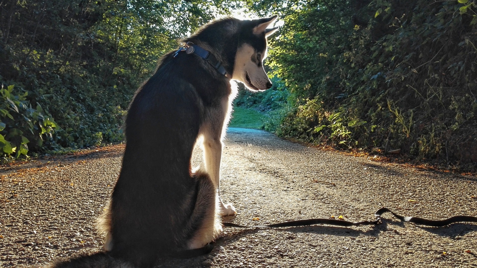 Siberian Husky sitting on a path HD Wallpaper