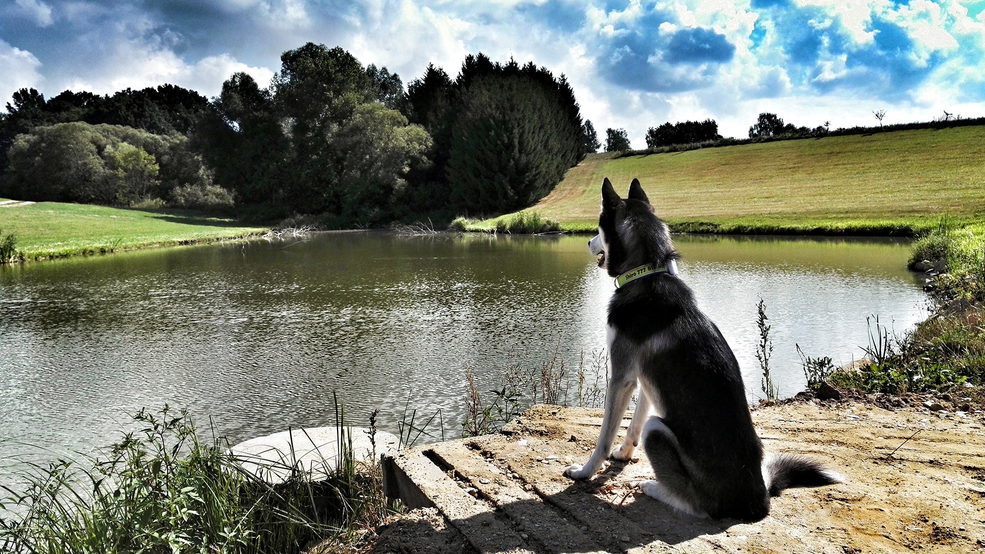 Siberian Husky sitting by a lake HD Wallpaper