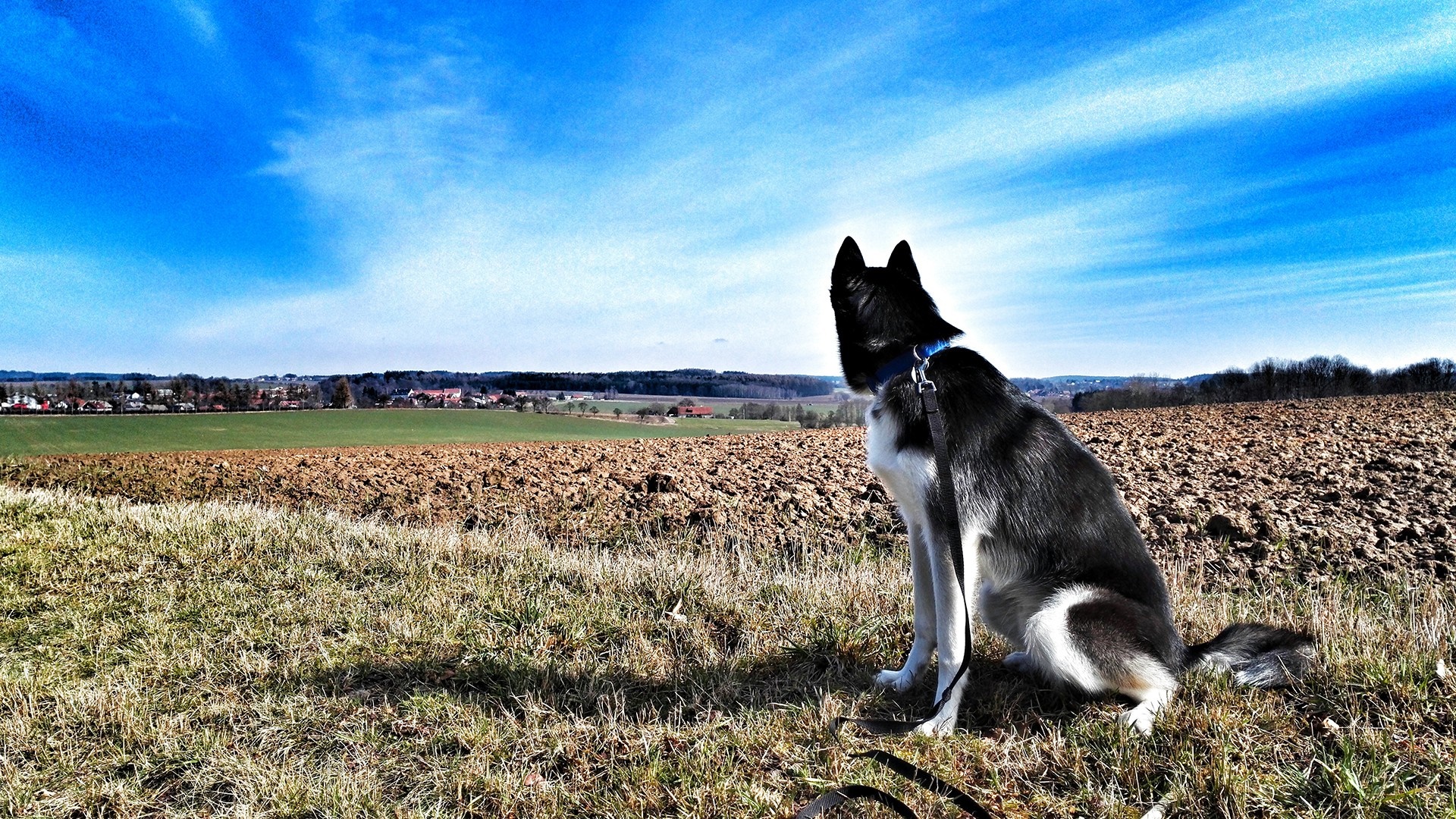 Siberian Husky sitting in a field looking at a village HD Wallpaper