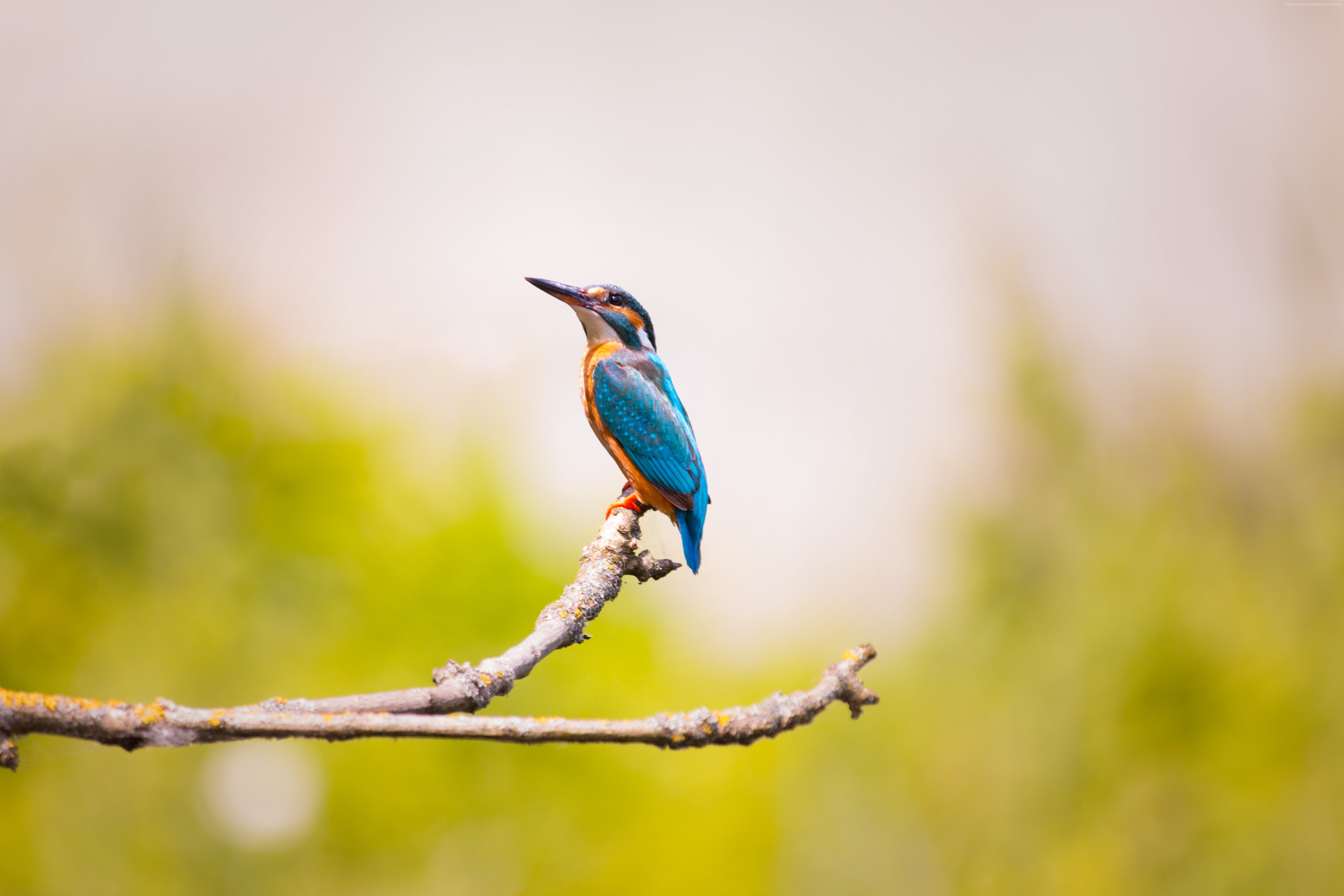 Kingfisher perched on a branch HD Wallpaper