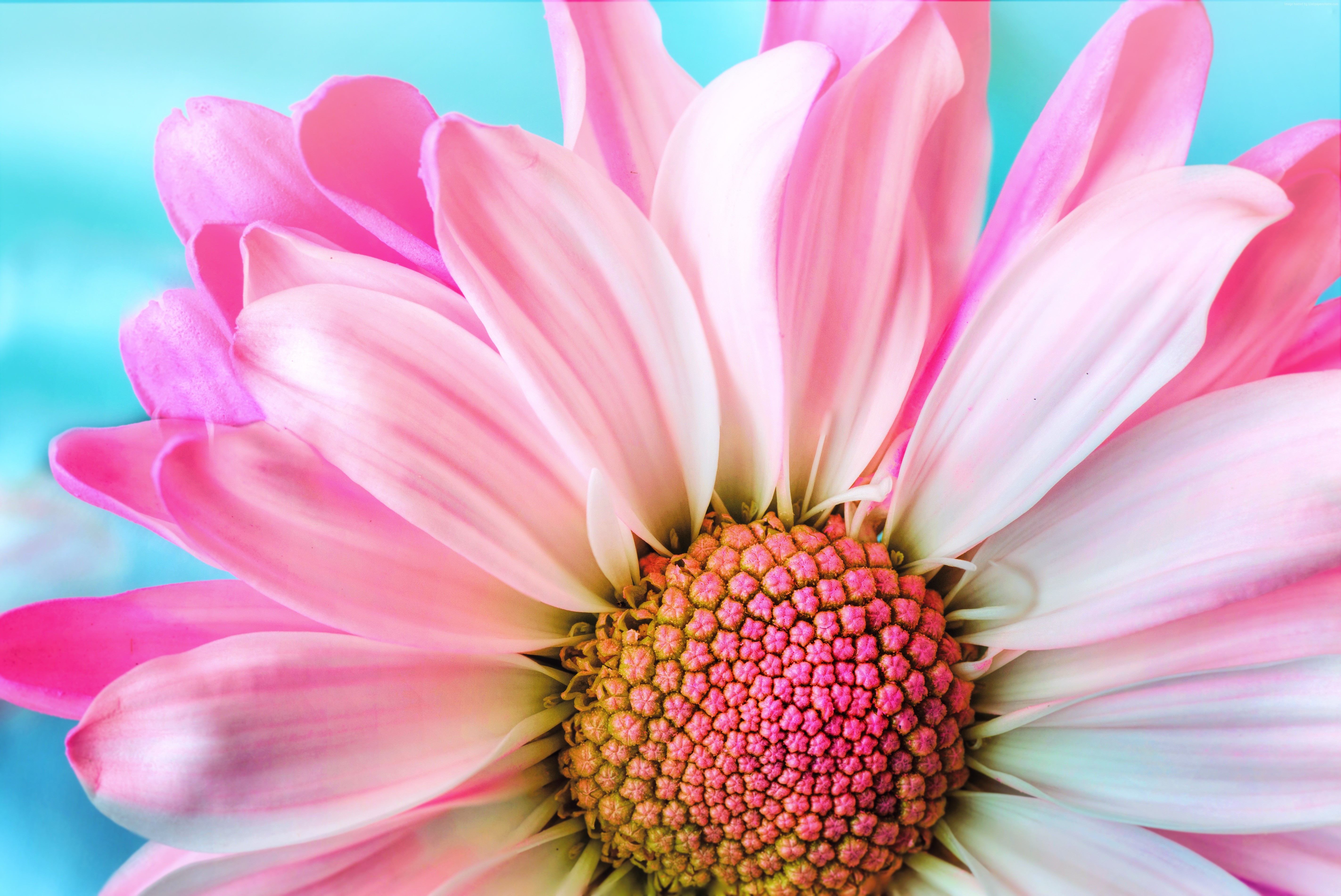4K Pink Daisy Flower Close-up HD Wallpaper