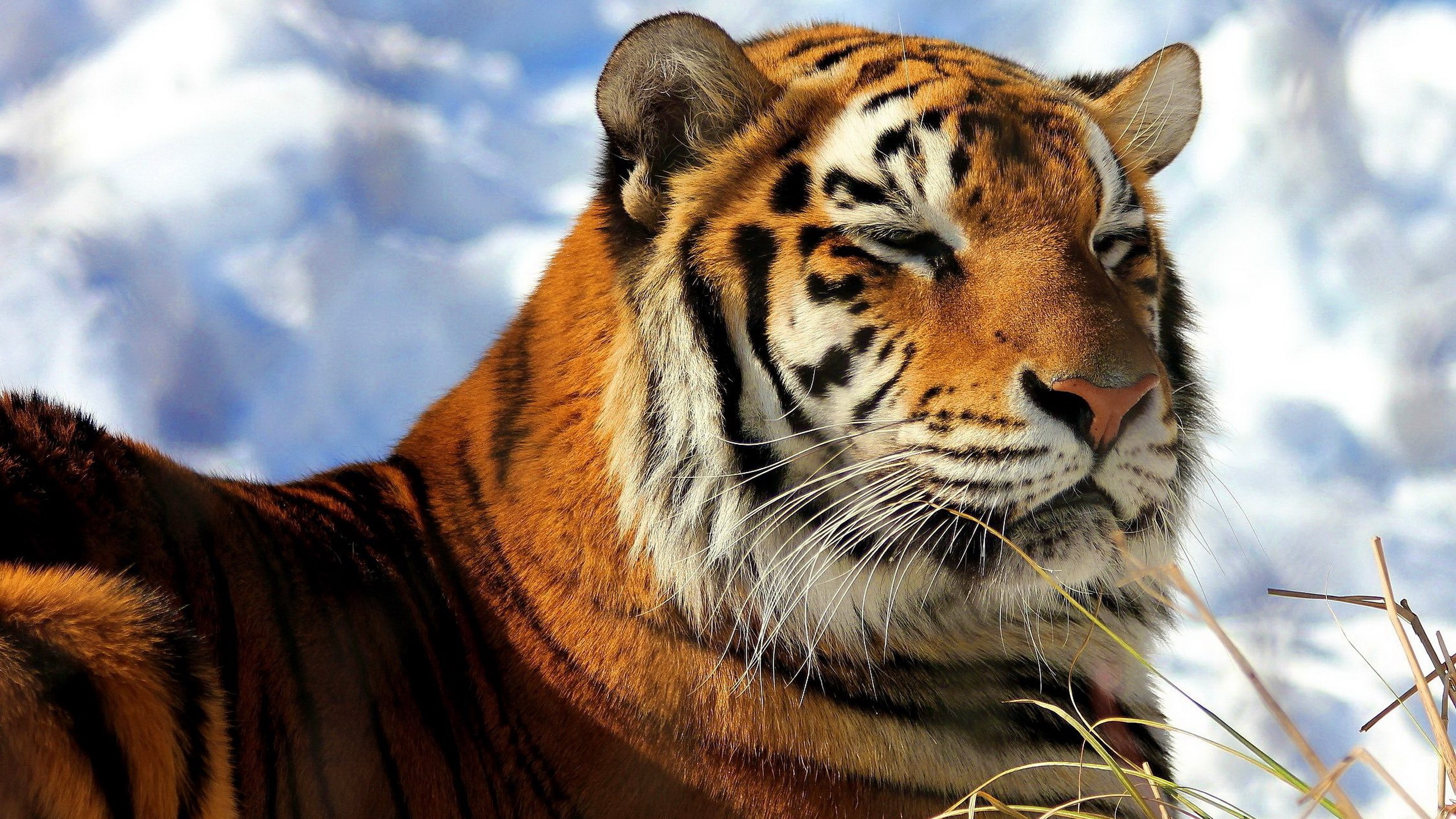 Tiger resting in the snow HD Wallpaper