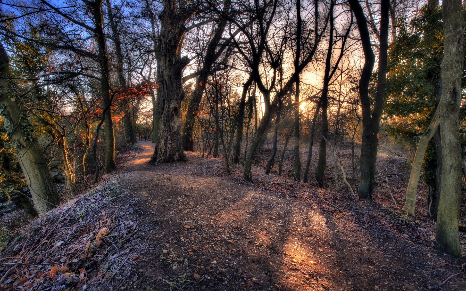 Sunlight filtering through trees on a forest path HD Wallpaper