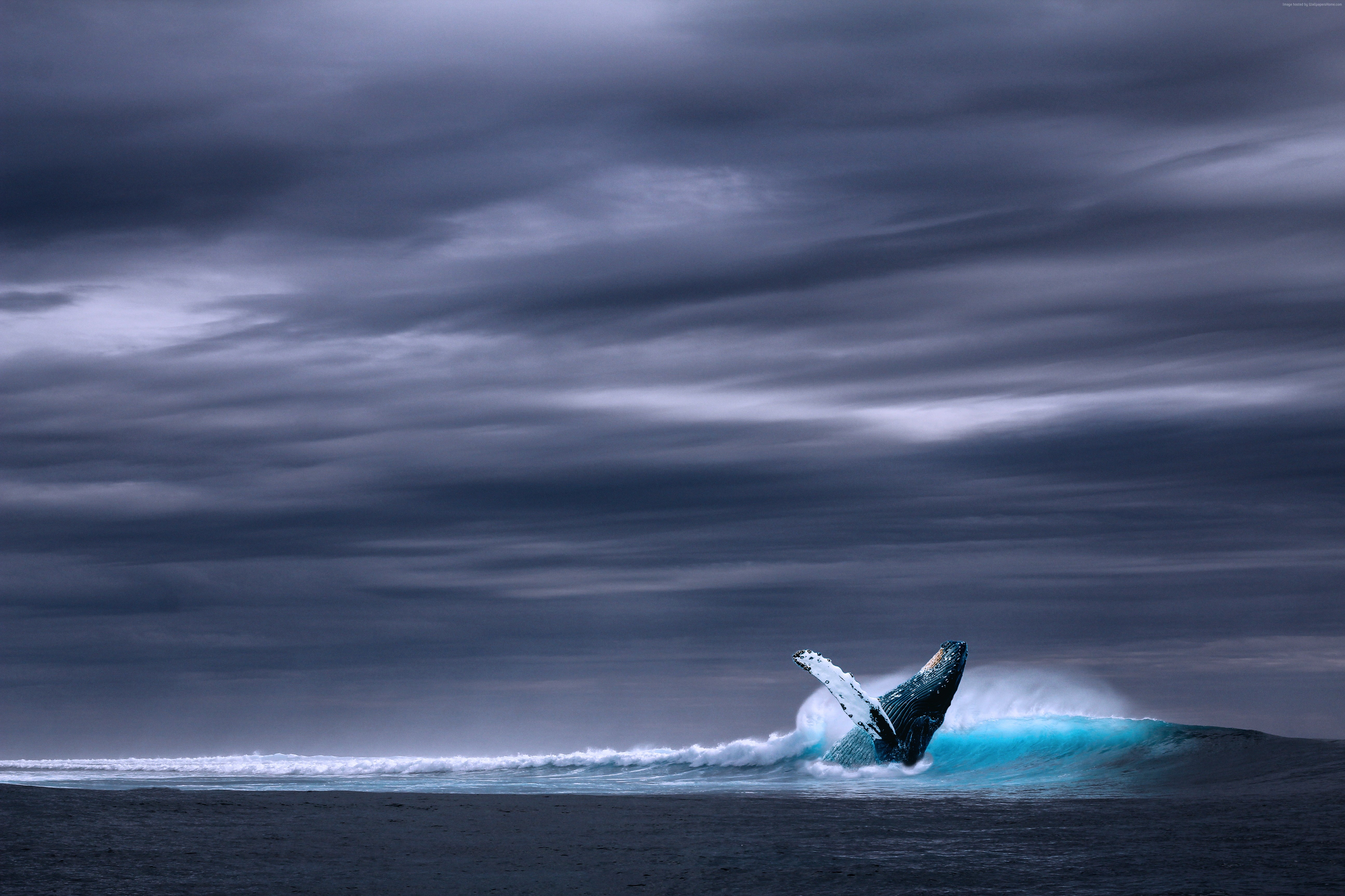 Whale breaching in a stormy ocean under dark clouds HD Wallpaper