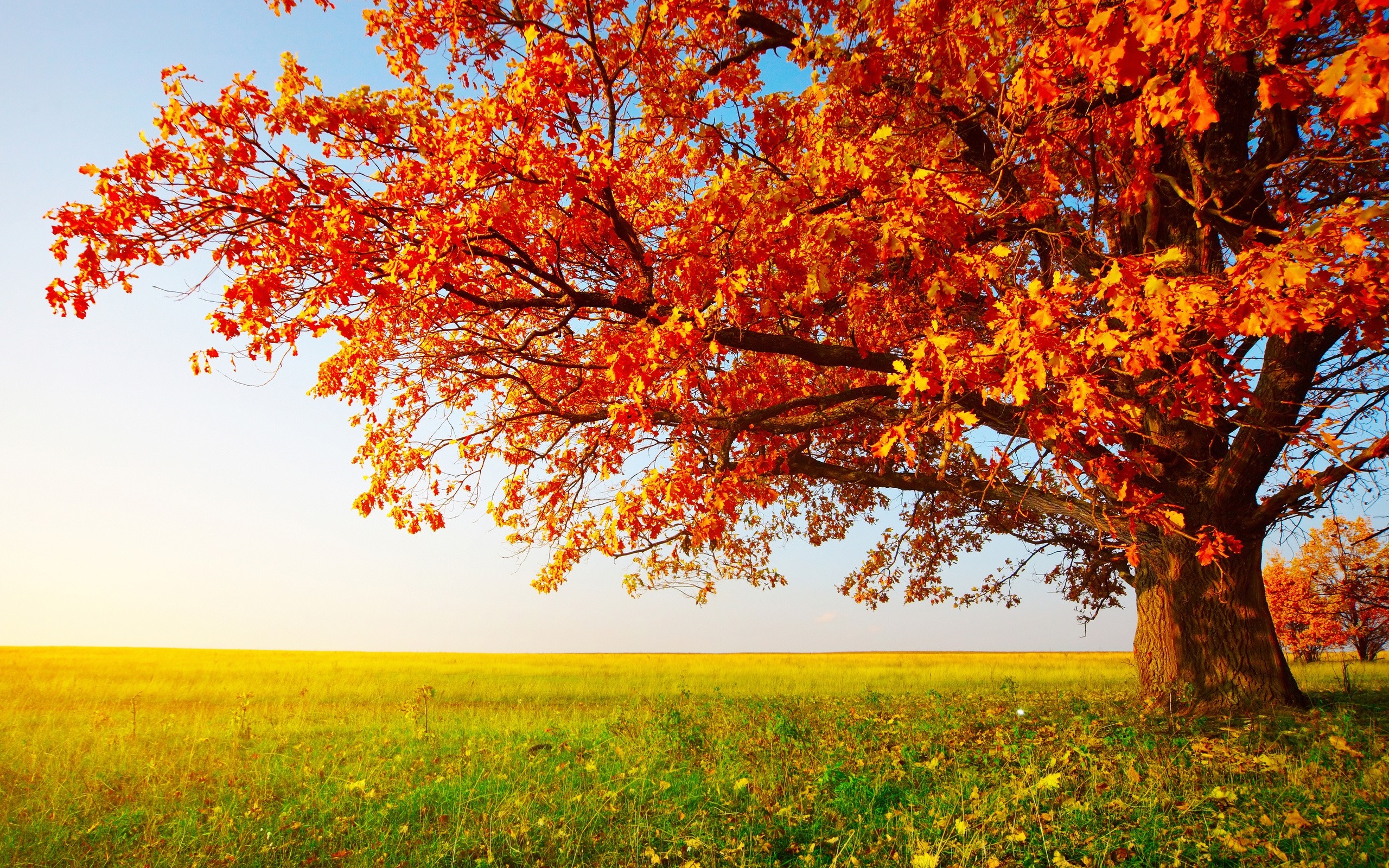 Autumn tree with orange leaves in a field HD Wallpaper