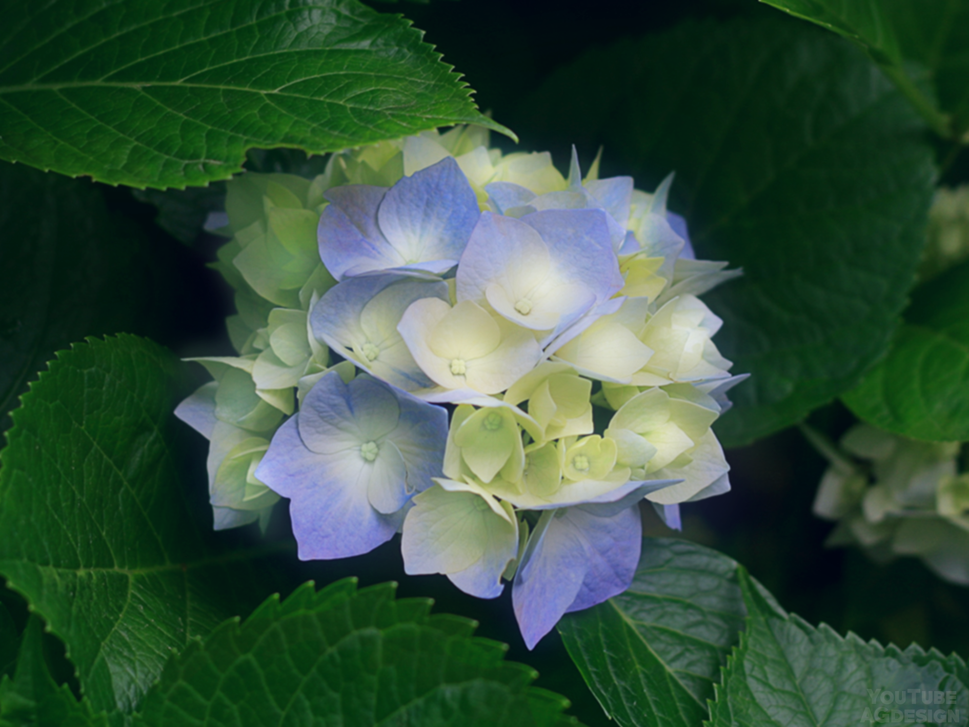 Delicate Blue and White Hydrangea Bloom HD Wallpaper