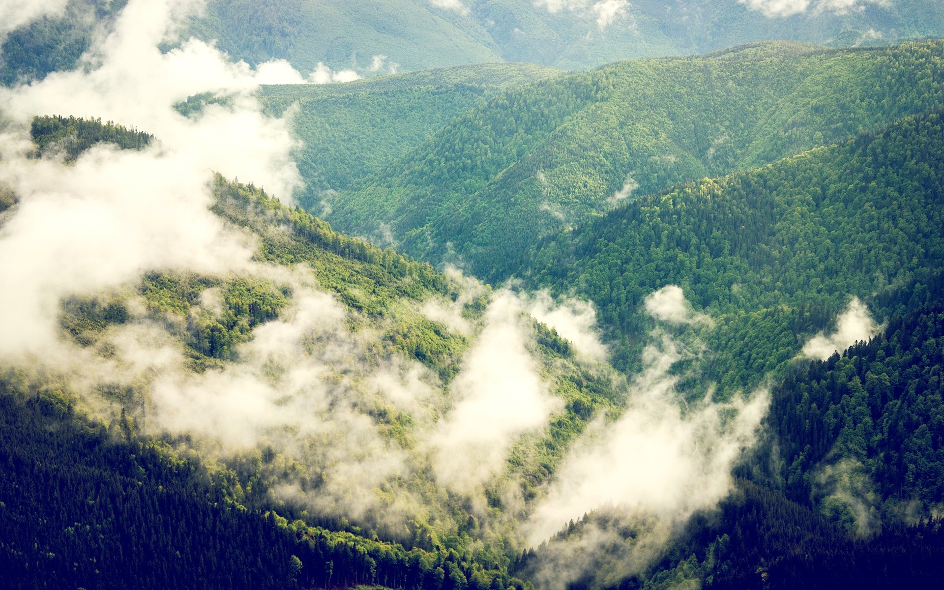 Misty mountain range with green forests HD Wallpaper