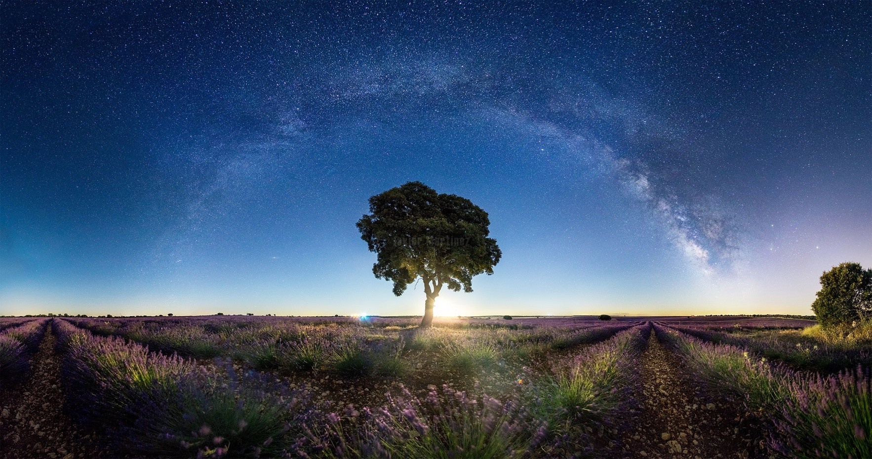 Lavender field under the Milky Way with a lone tree HD Wallpaper