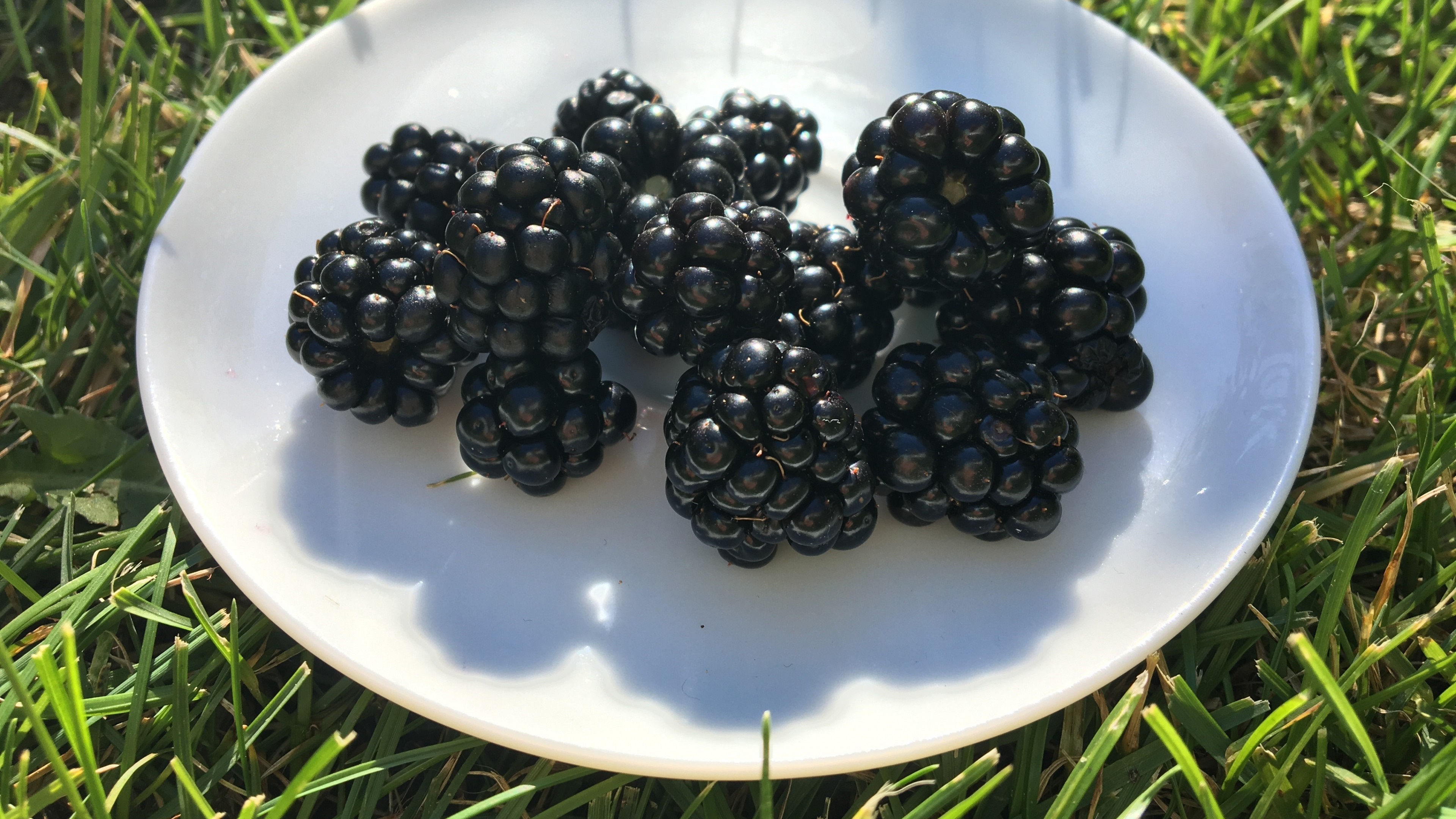 Blackberries on a white plate on grass HD Wallpaper