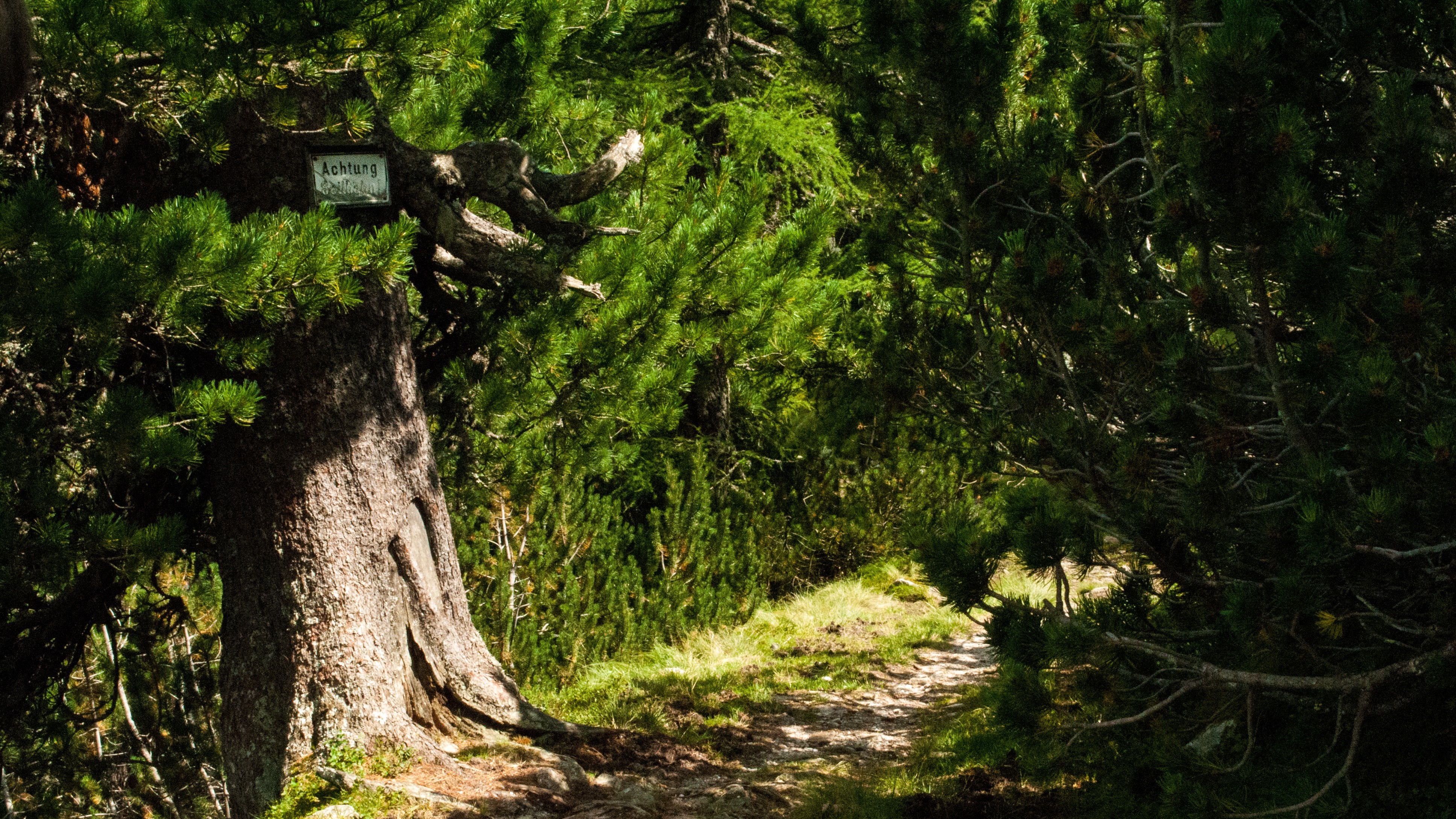 Forest path with a sign on a tree HD Wallpaper