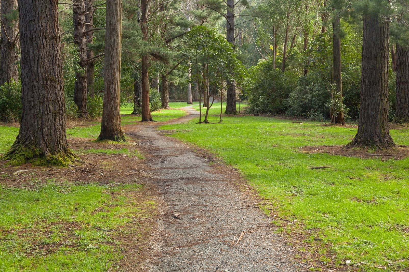 A gravel path winds through a grassy forest clearing HD Wallpaper