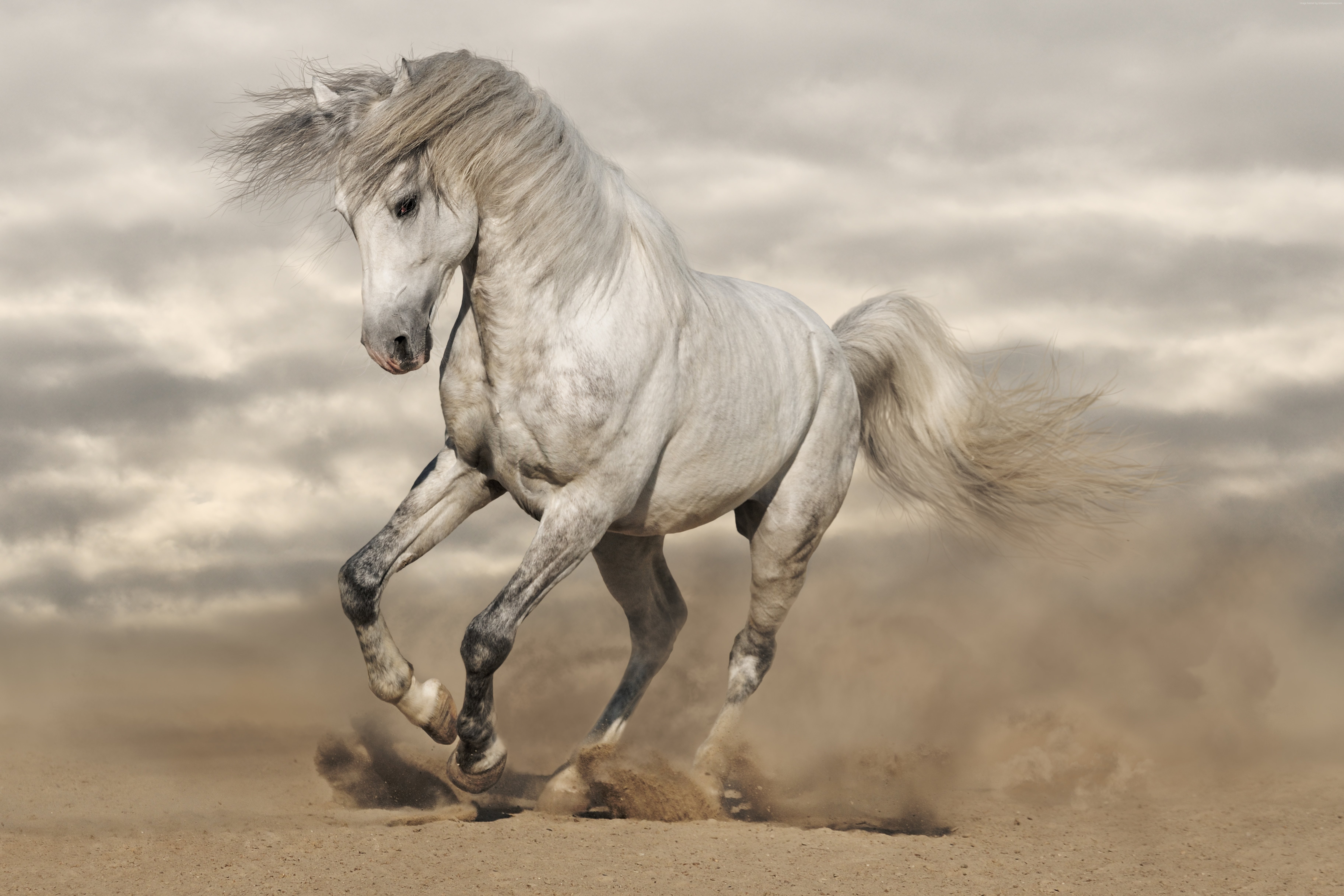 A white horse running in the desert HD Wallpaper