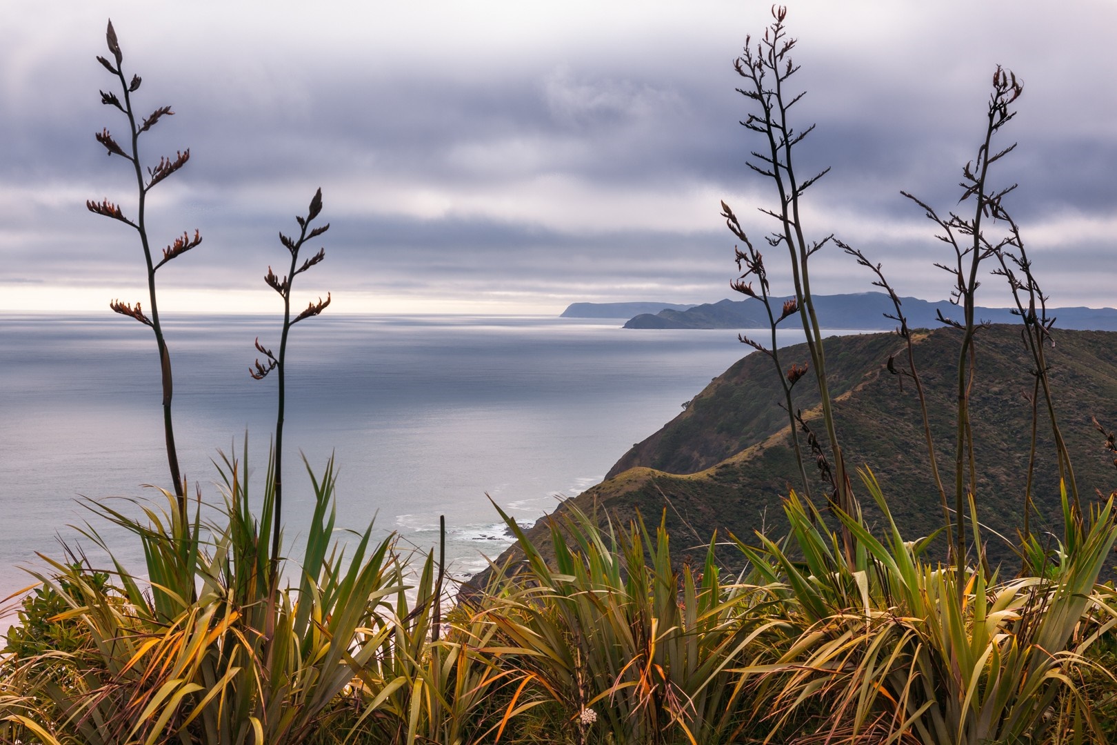 New Zealand Coastline with Flax Plants and Ocean HD Wallpaper
