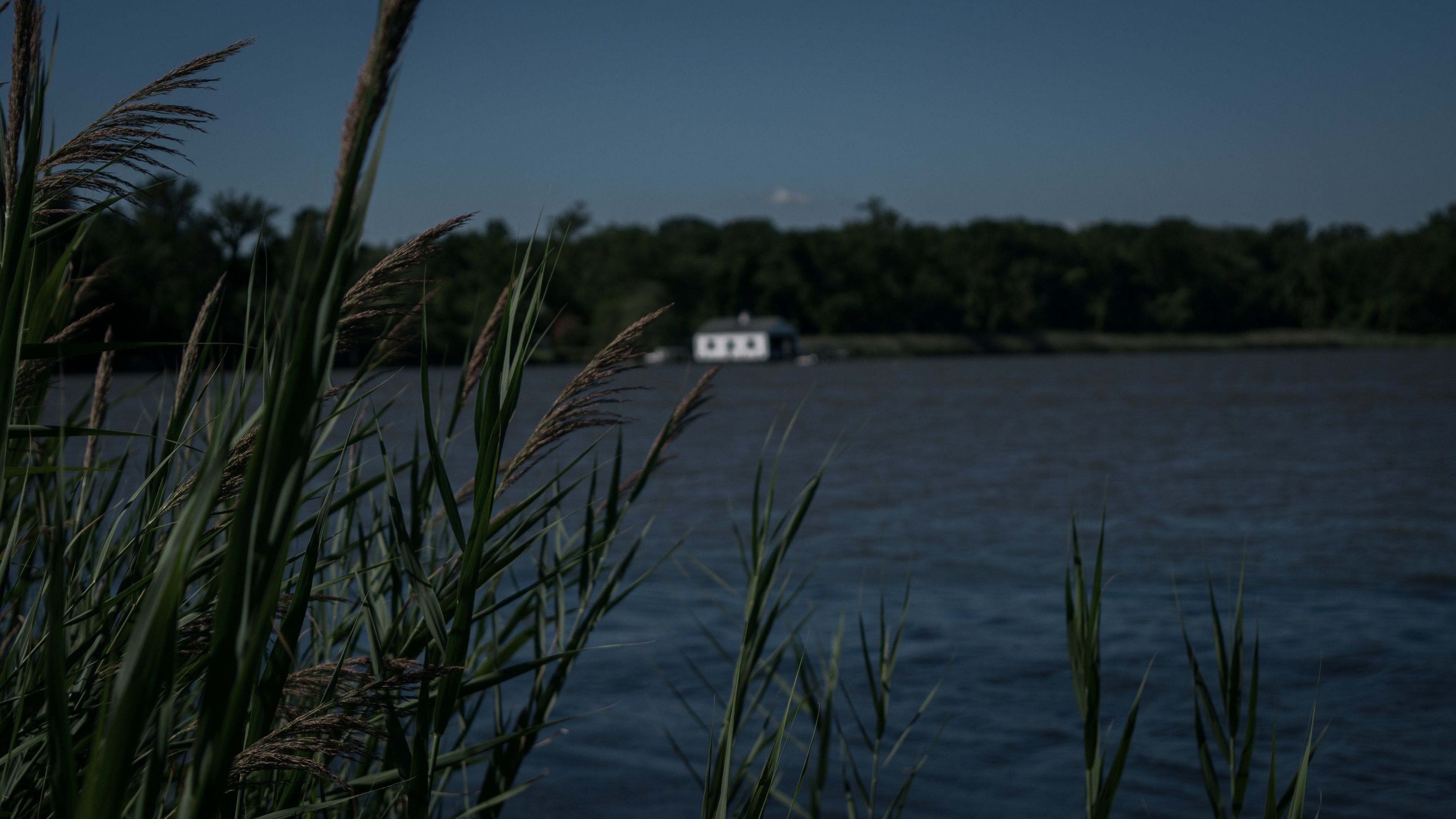 Reeds by a lake with a house on the water HD Wallpaper
