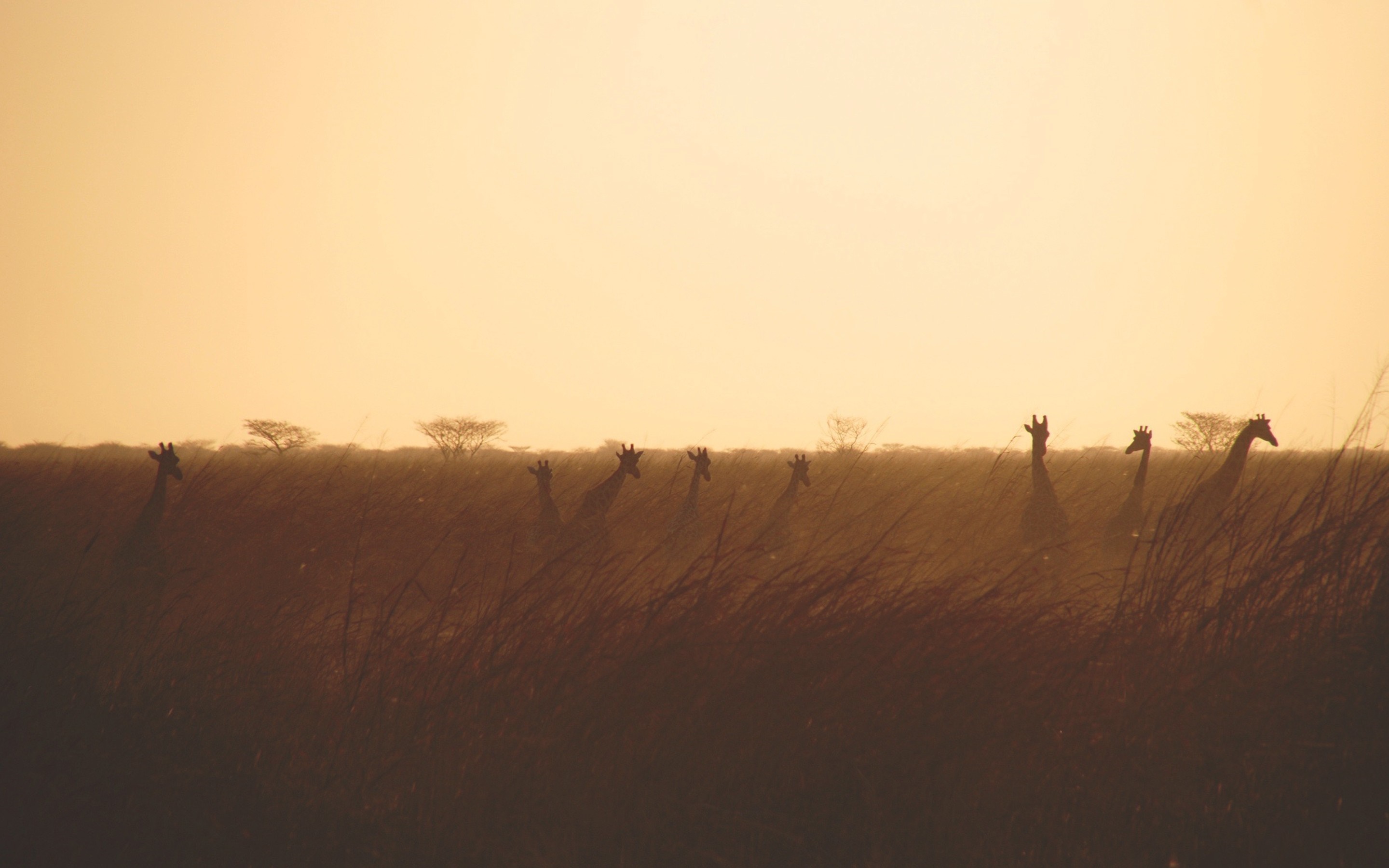 Giraffes in a field at sunset HD Wallpaper