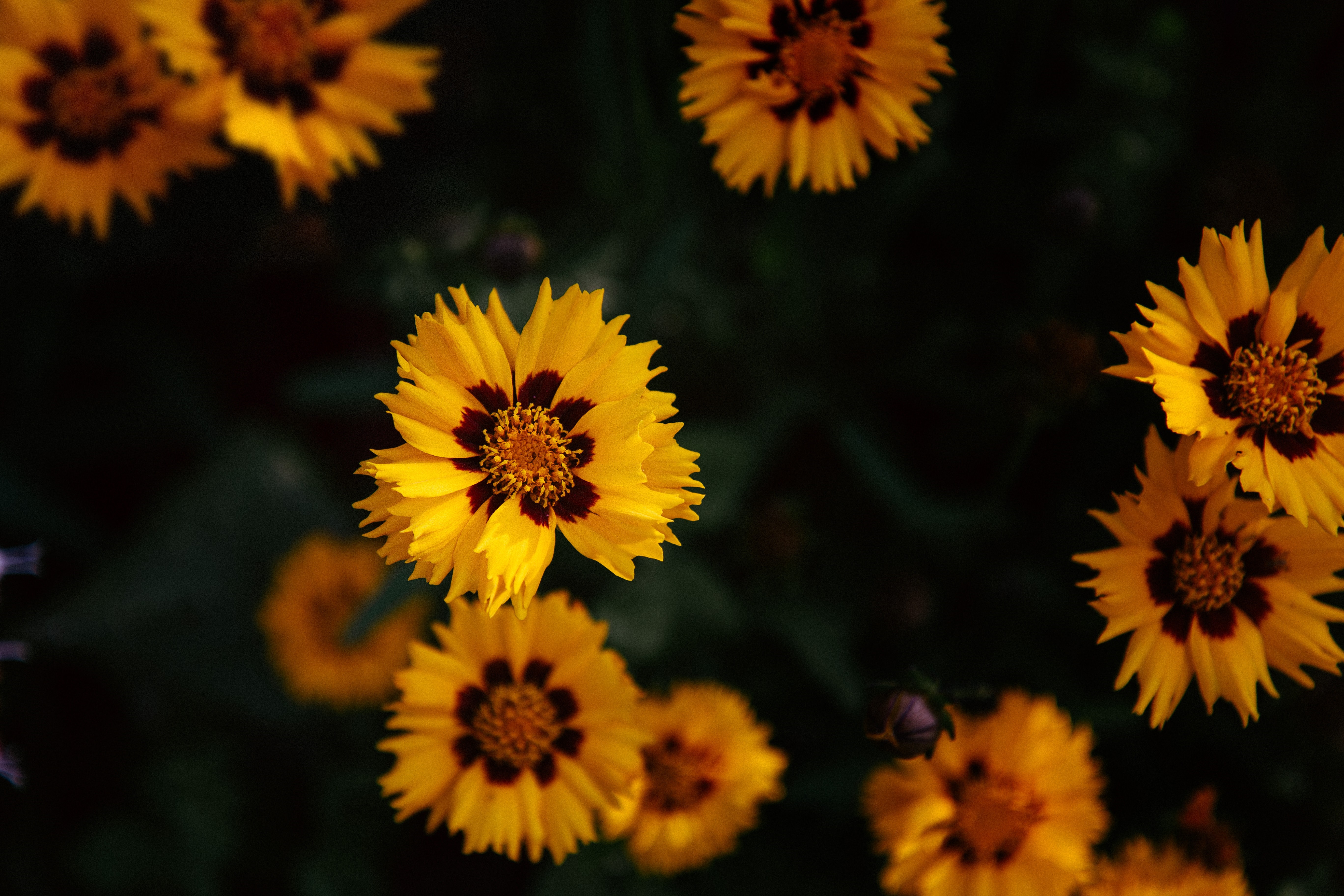 Vibrant Yellow Wildflowers in Macro Detail HD Wallpaper