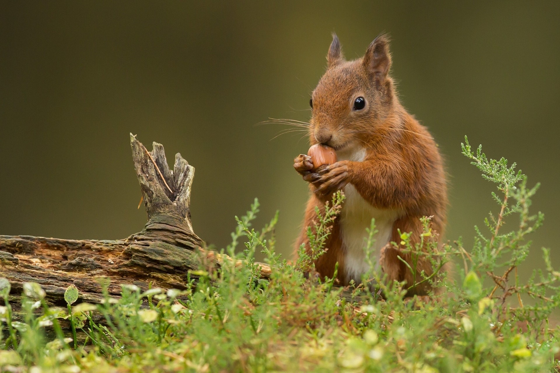 Red squirrel eating a nut on a log HD Wallpaper