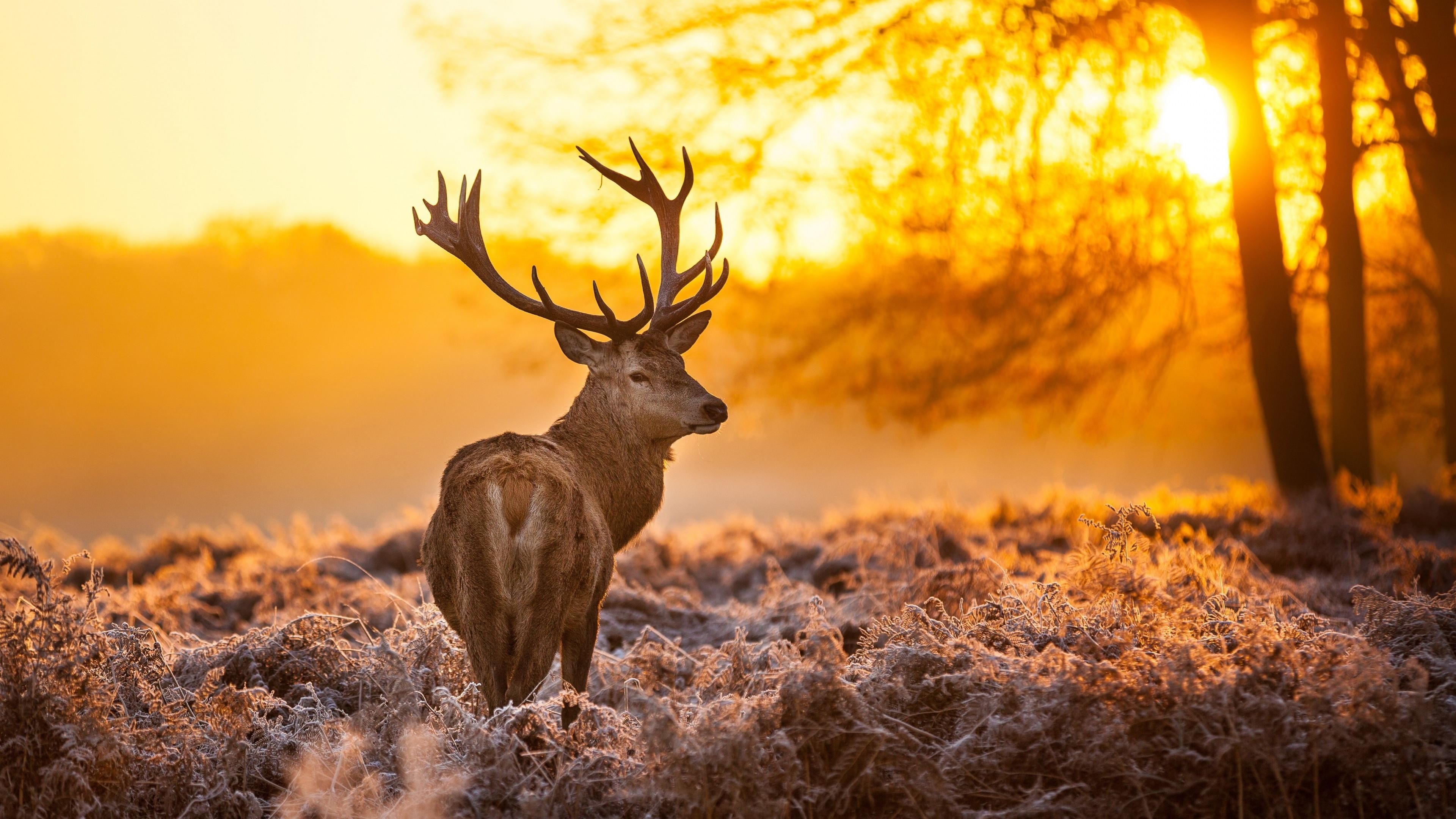 Deer in a frosty field at sunset HD Wallpaper