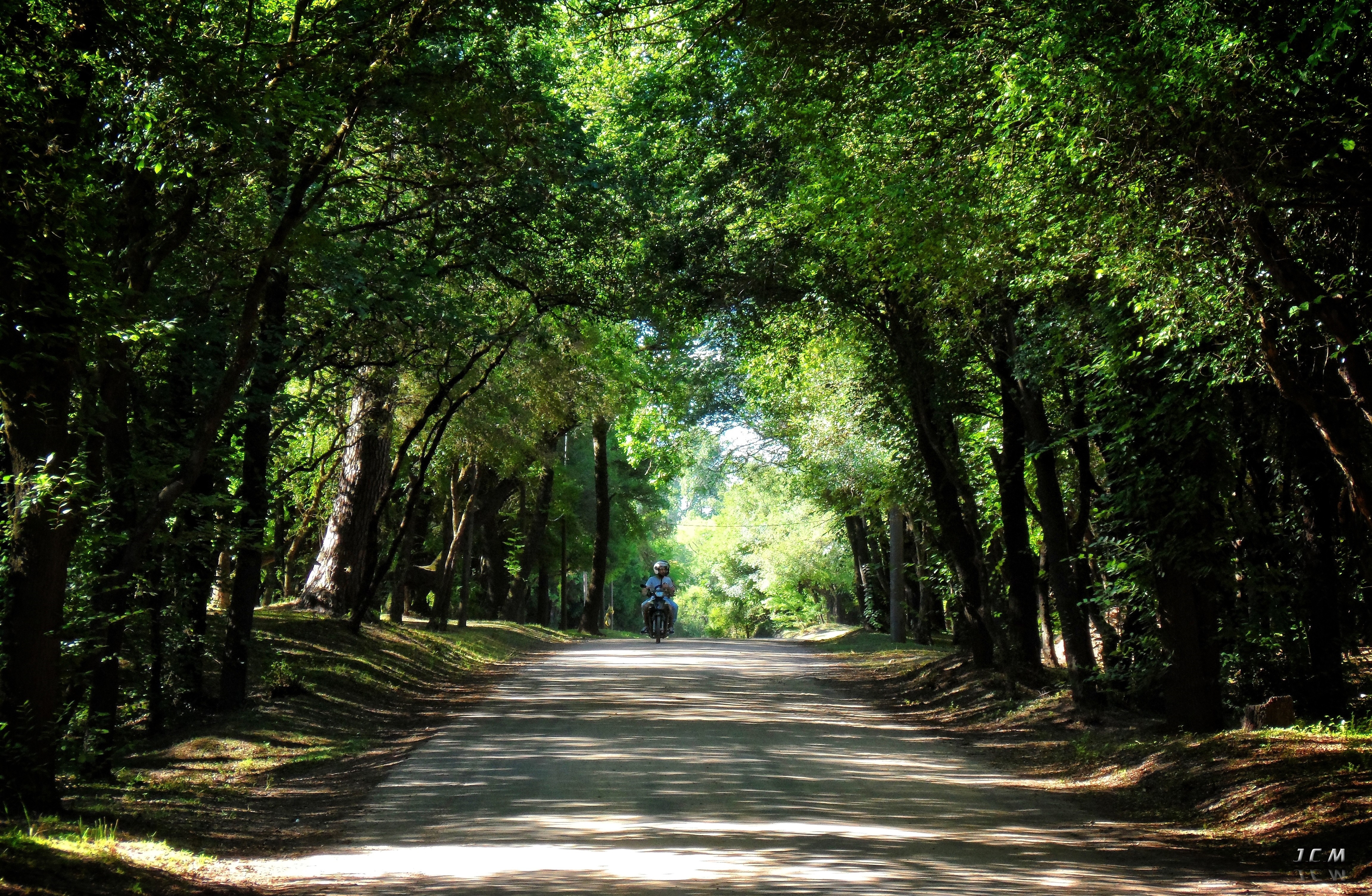 Motorcyclist on a tree-lined road in Uruguay HD Wallpaper