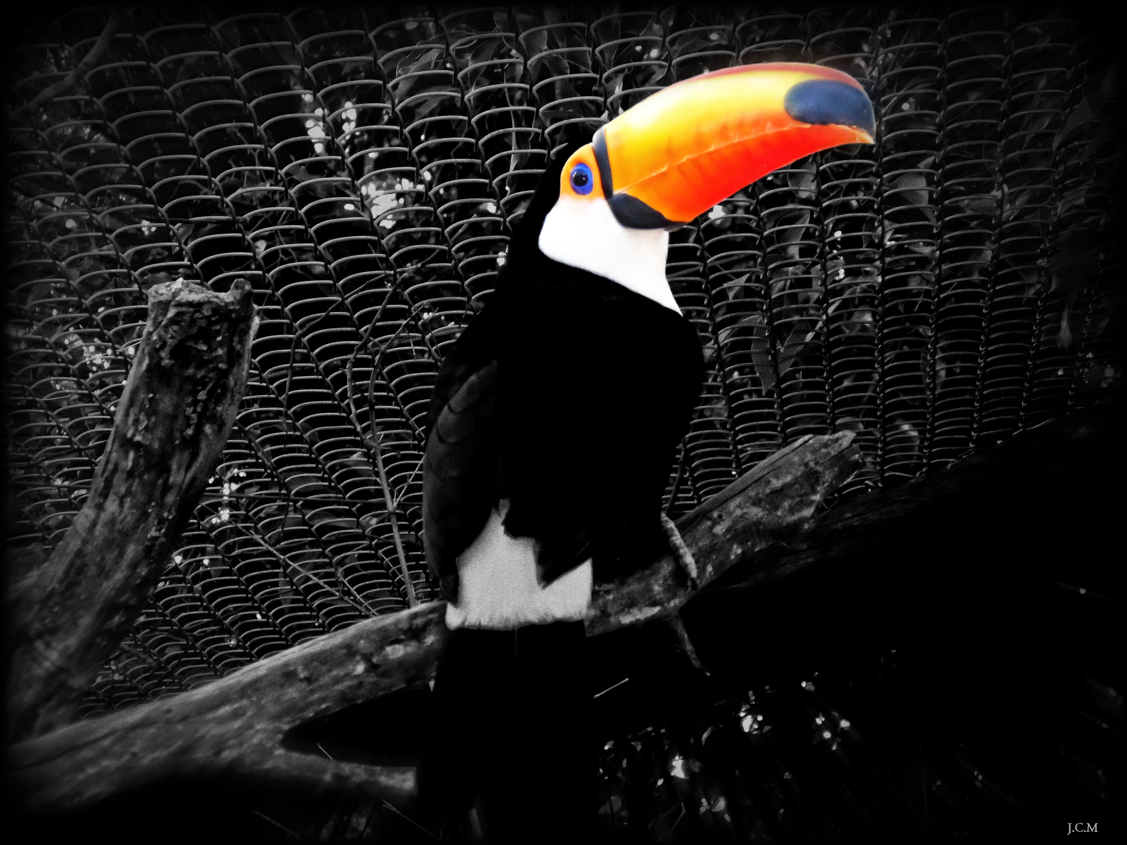 Toucan perched on a branch with selective coloring HD Wallpaper