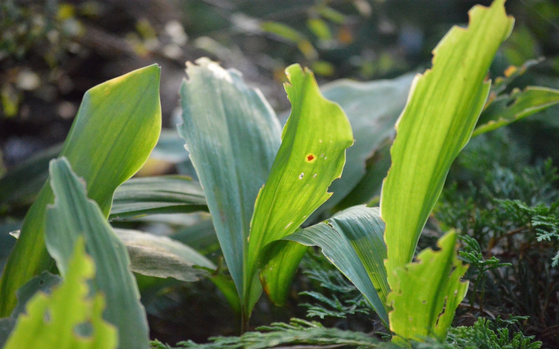 Green leaves with damaged edges in natural light HD Wallpaper