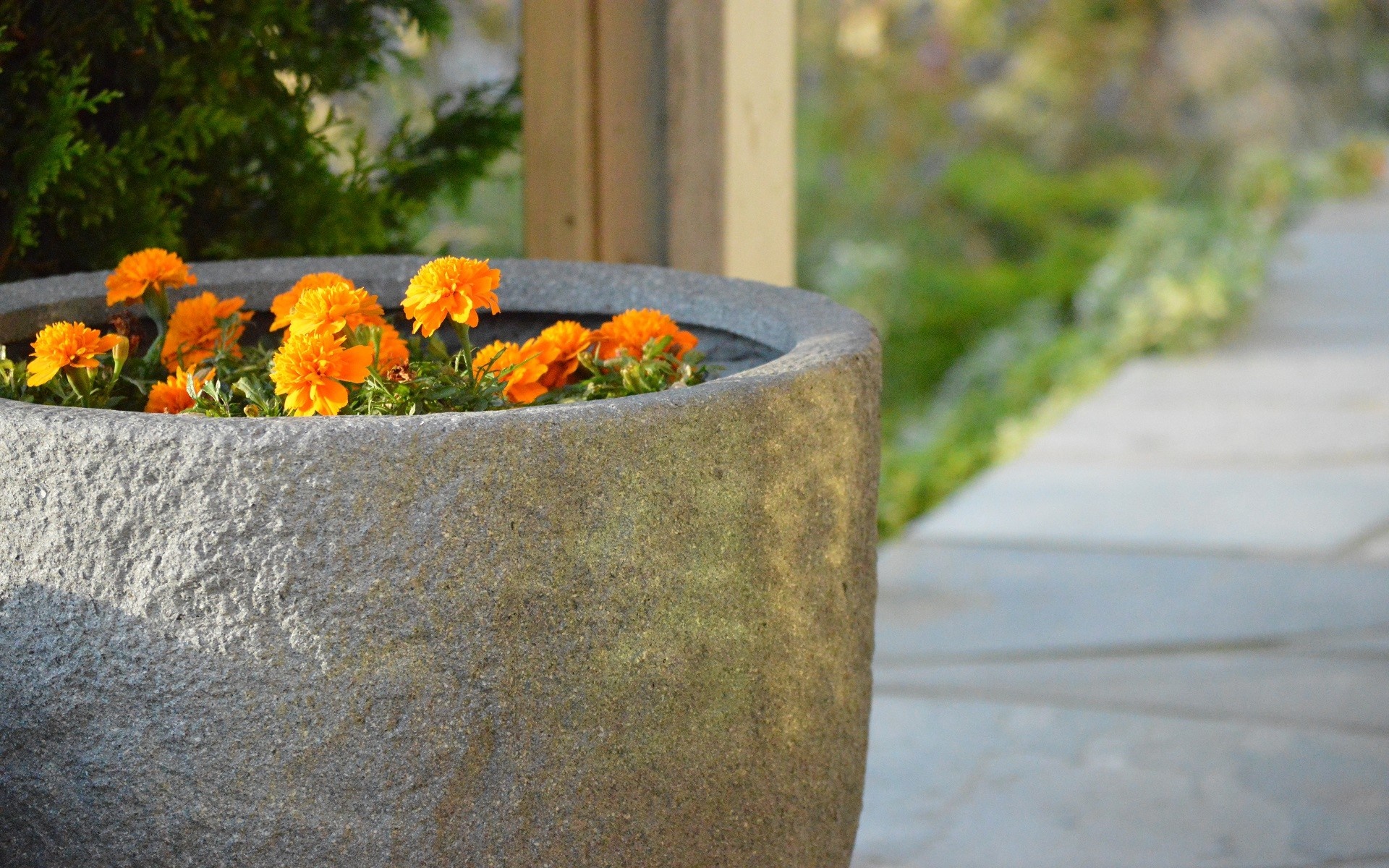Orange marigolds in a stone planter HD Wallpaper