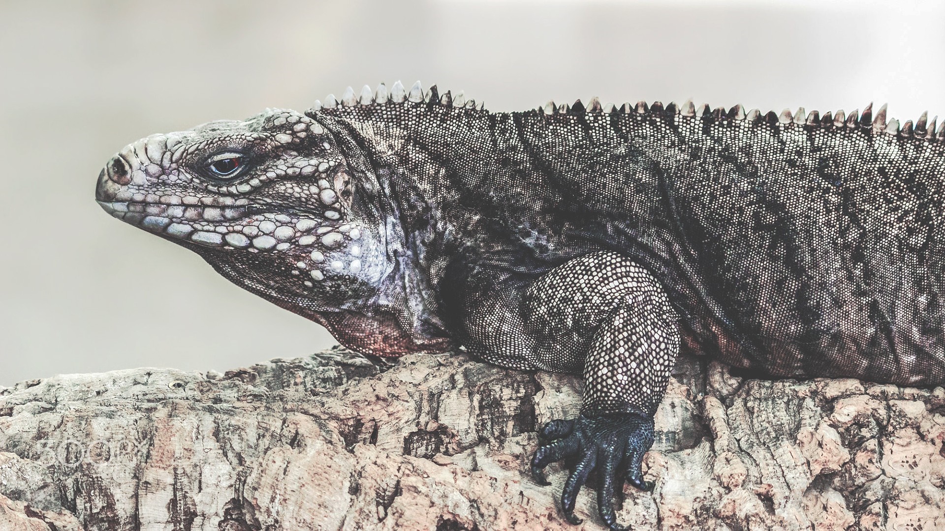 Close-up of a Cuban Rock Iguana on a textured surface HD Wallpaper