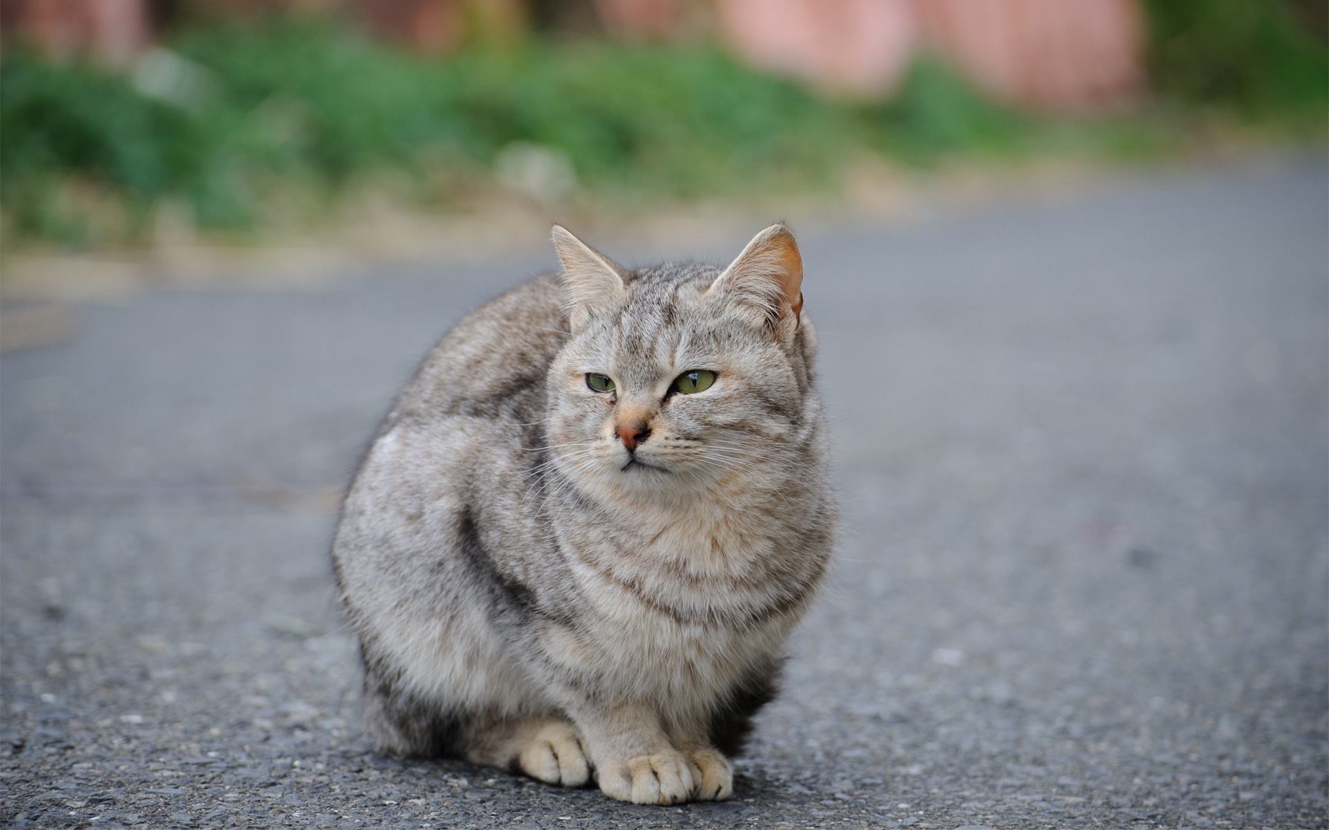 Tabby cat sitting on asphalt road HD Wallpaper