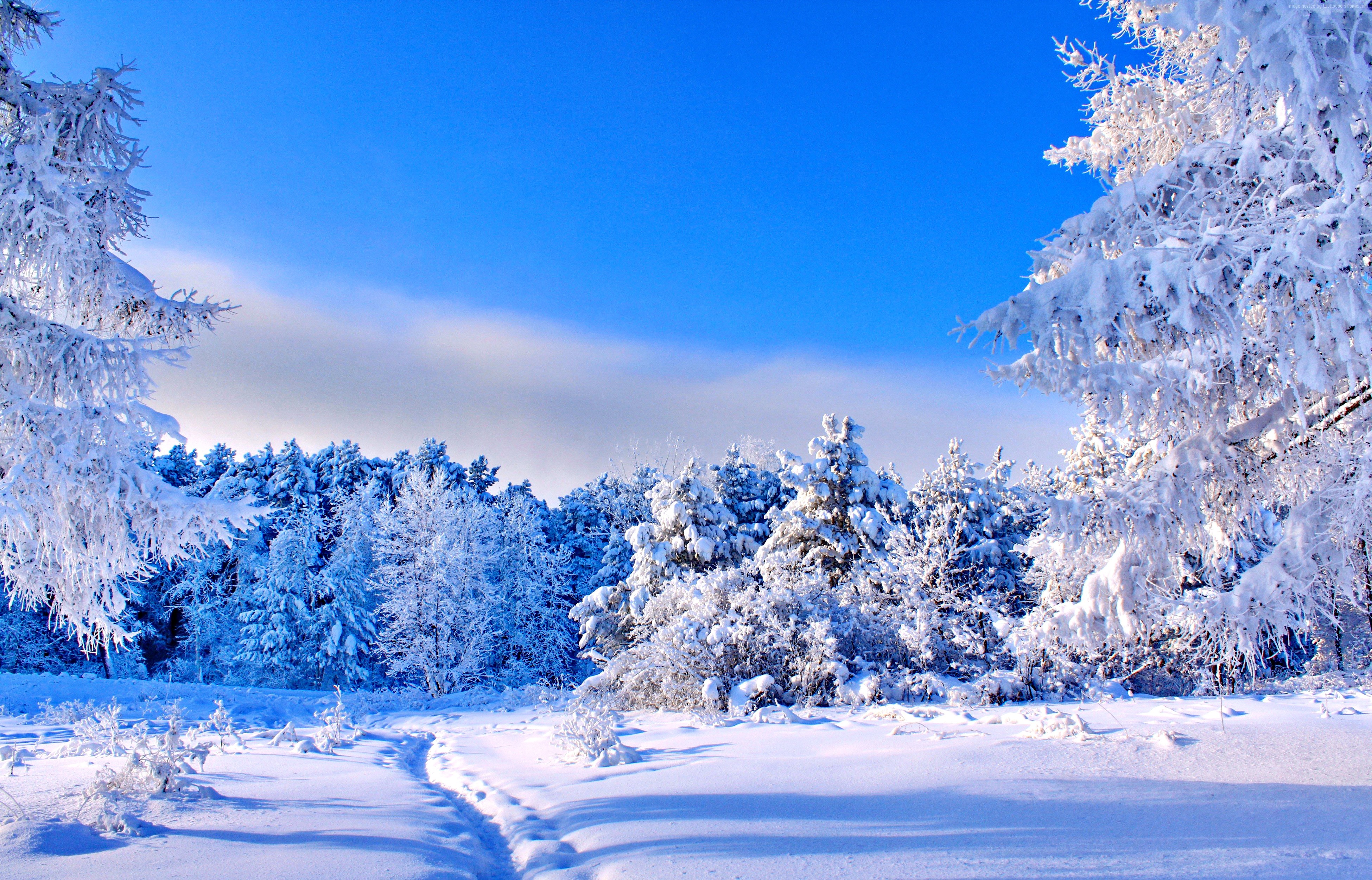 trees, snow, 4K, winter, forest HD Wallpaper