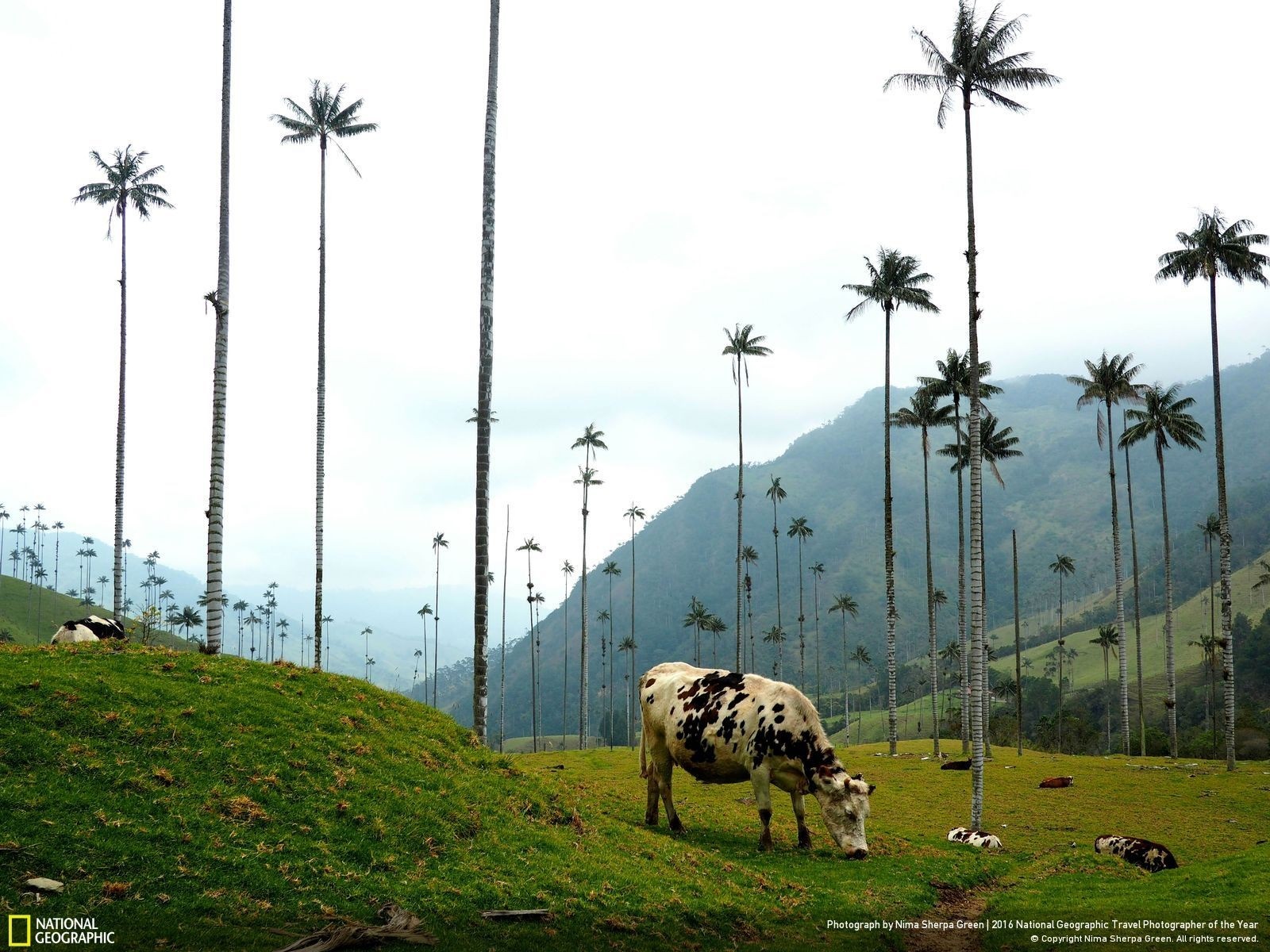 Tall palm trees and cows in a grassy field HD Wallpaper