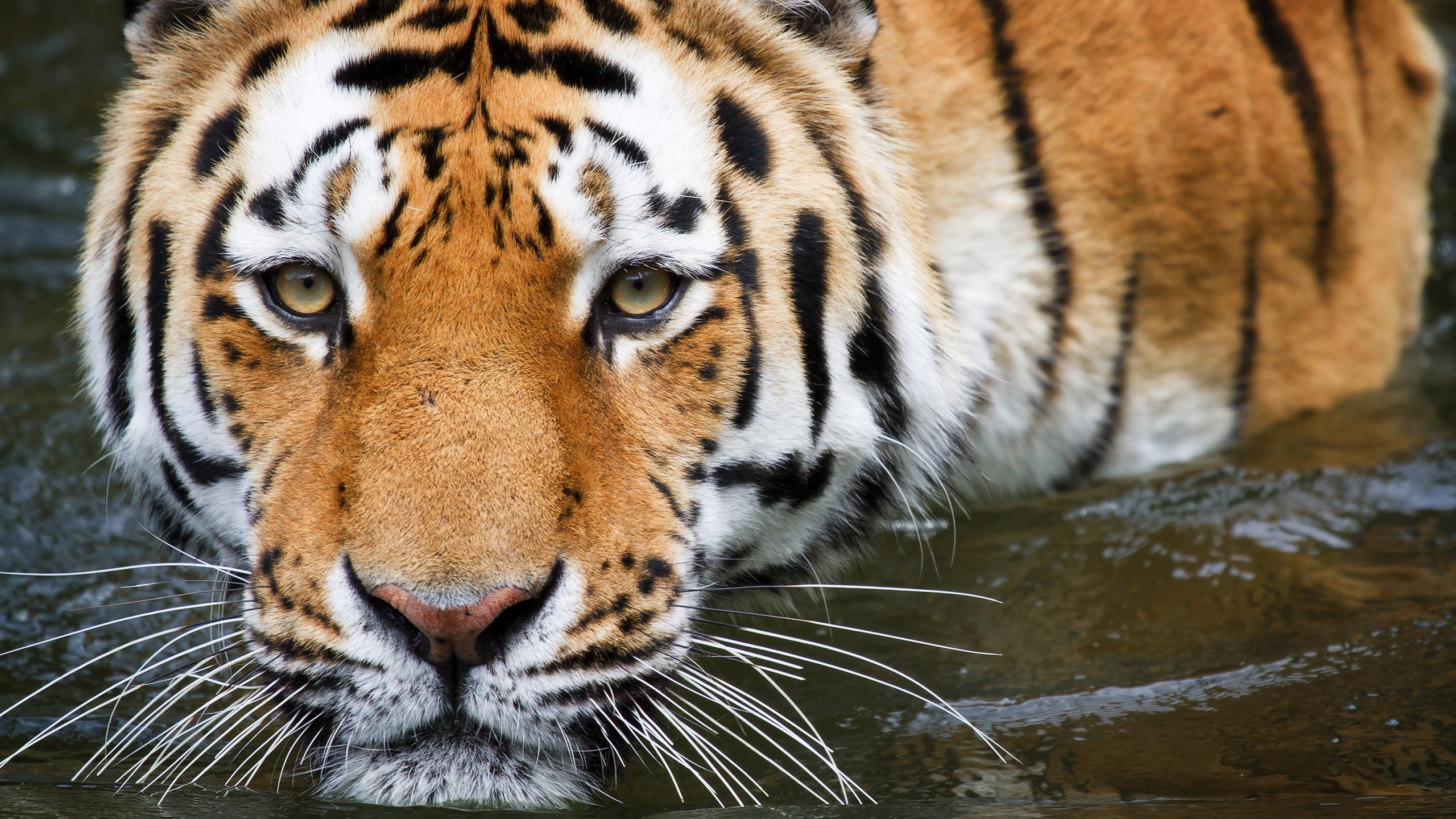 Tiger in water HD Wallpaper