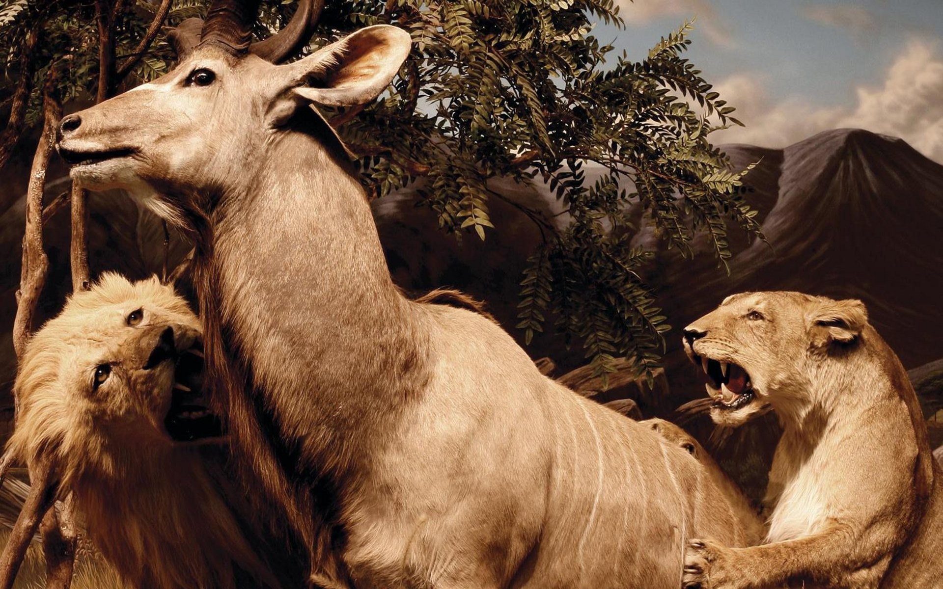 Interpol album cover with lions and antelope HD Wallpaper